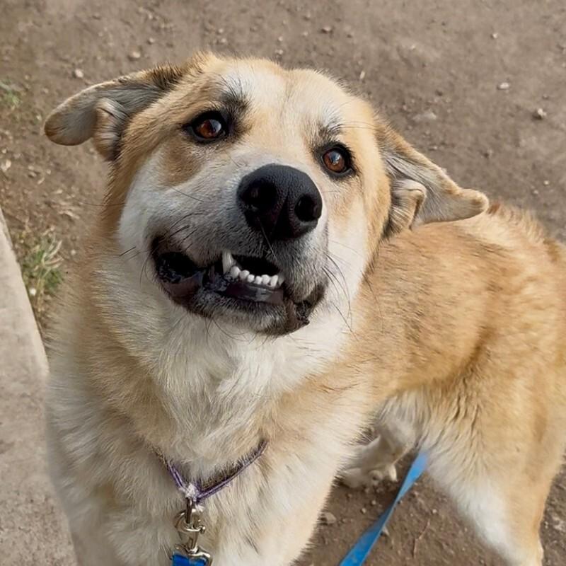 Enlarge Bobby, a Adoptable mixed breed in Westminster, CO image 6/6