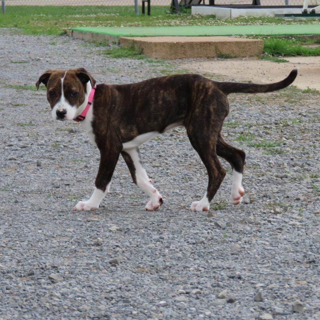 Kettle, Adoptable, Young Female Pit Bull Terrier & Rottweiler.