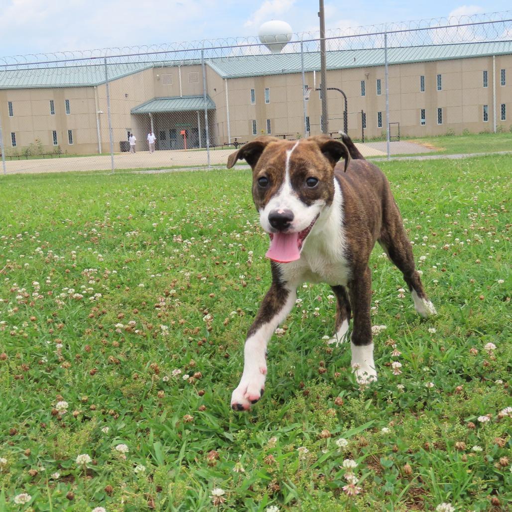 Kettle, a Adoptable mixed breed in Jackson, MO image 2/6