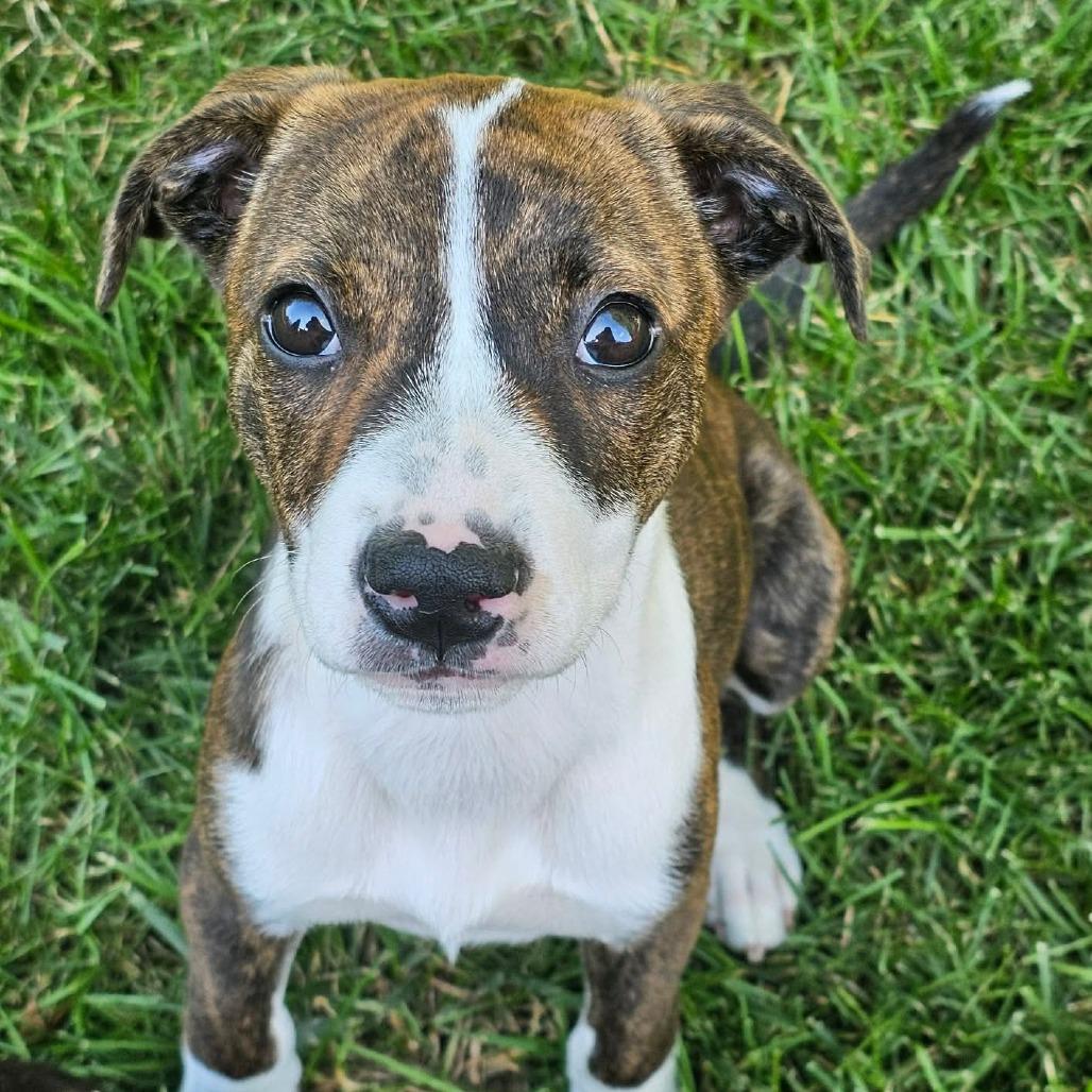 Kettle, a Adoptable mixed breed in Jackson, MO image 3/6