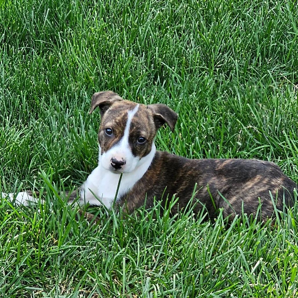 Kettle, a Adoptable mixed breed in Jackson, MO image 4/6