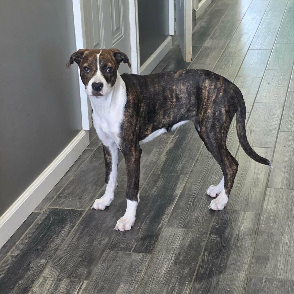 Kettle, a Adoptable mixed breed in Jackson, MO image 5/6