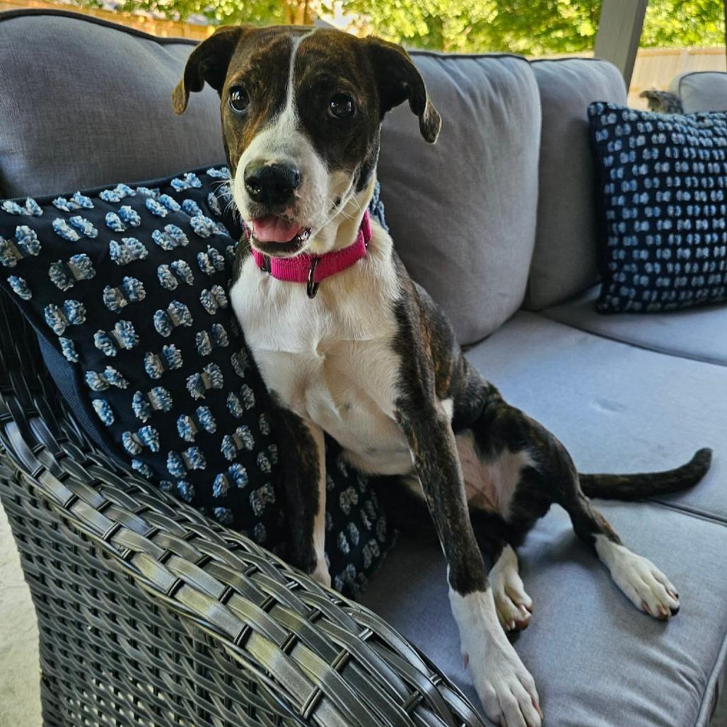 Kettle, a Adoptable mixed breed in Jackson, MO image 6/6