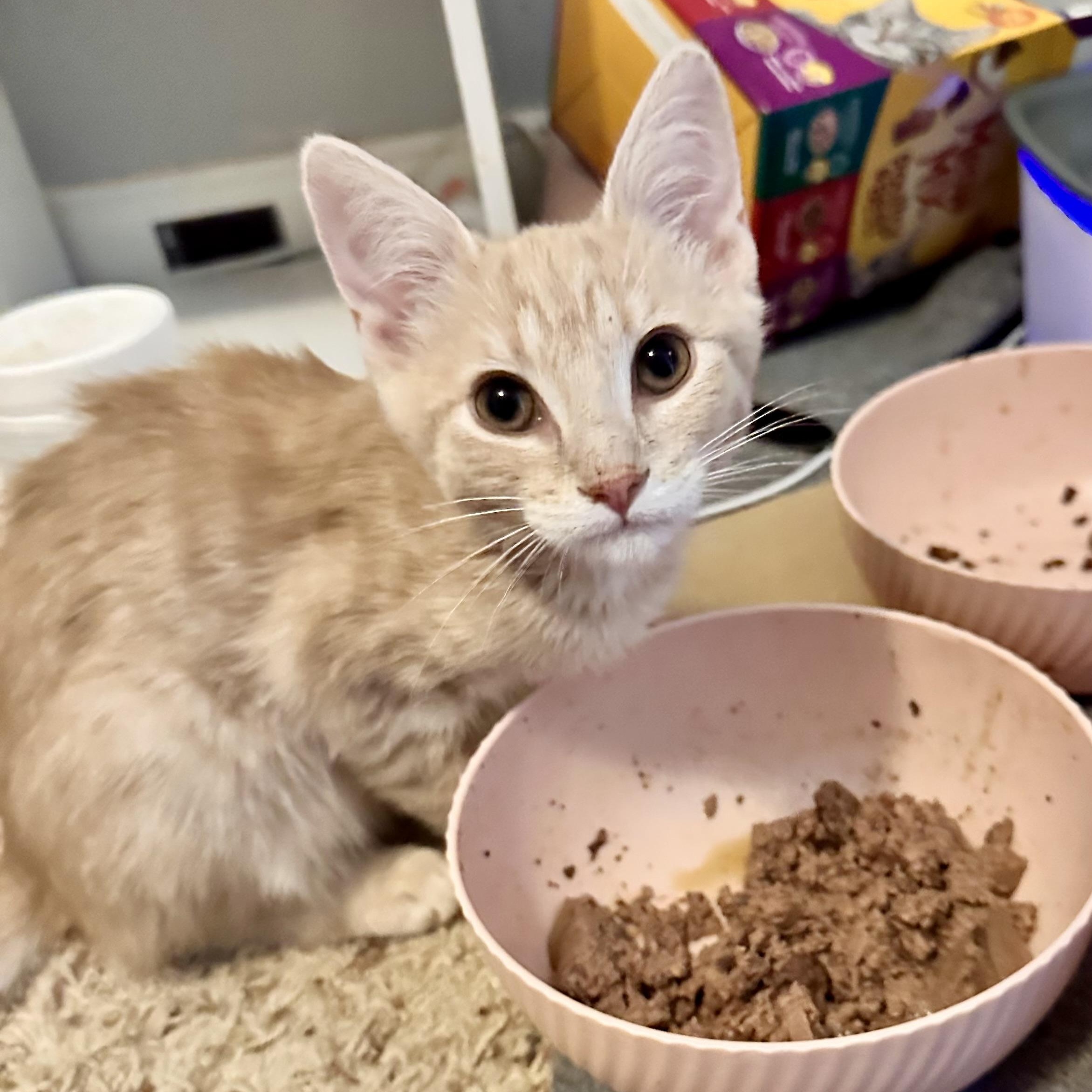 Miss Americana, Baby Female Domestic Short Hair