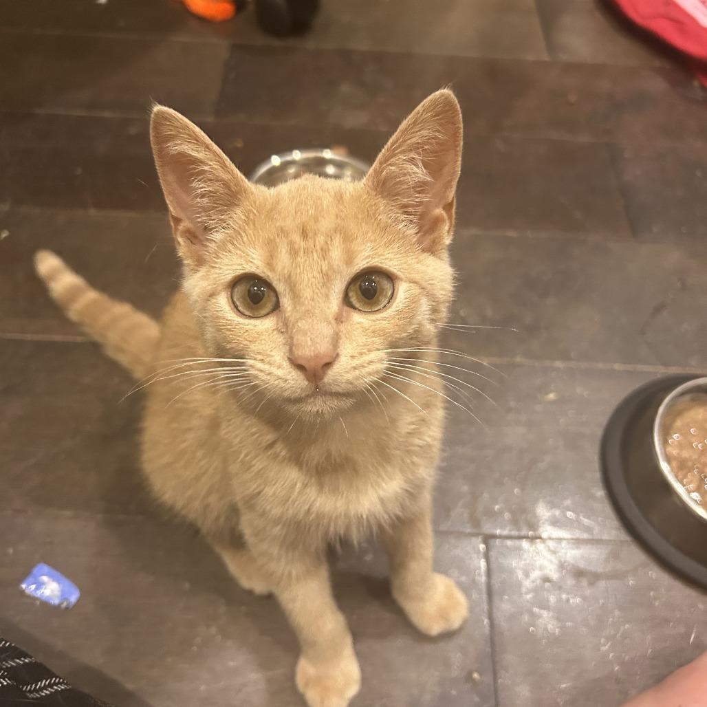 Bartholomew, a Adoptable Domestic Short Hair in Belleville, IL image 1/6