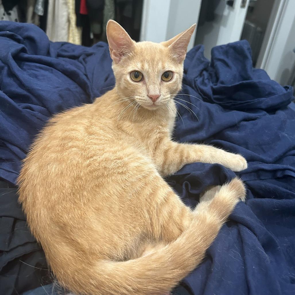 Bartholomew, a Adoptable Domestic Short Hair in Belleville, IL image 2/6