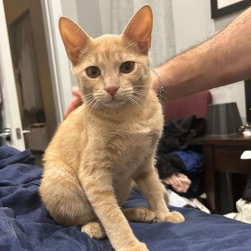 Bartholomew, a Adoptable Domestic Short Hair in Belleville, IL image 4/6