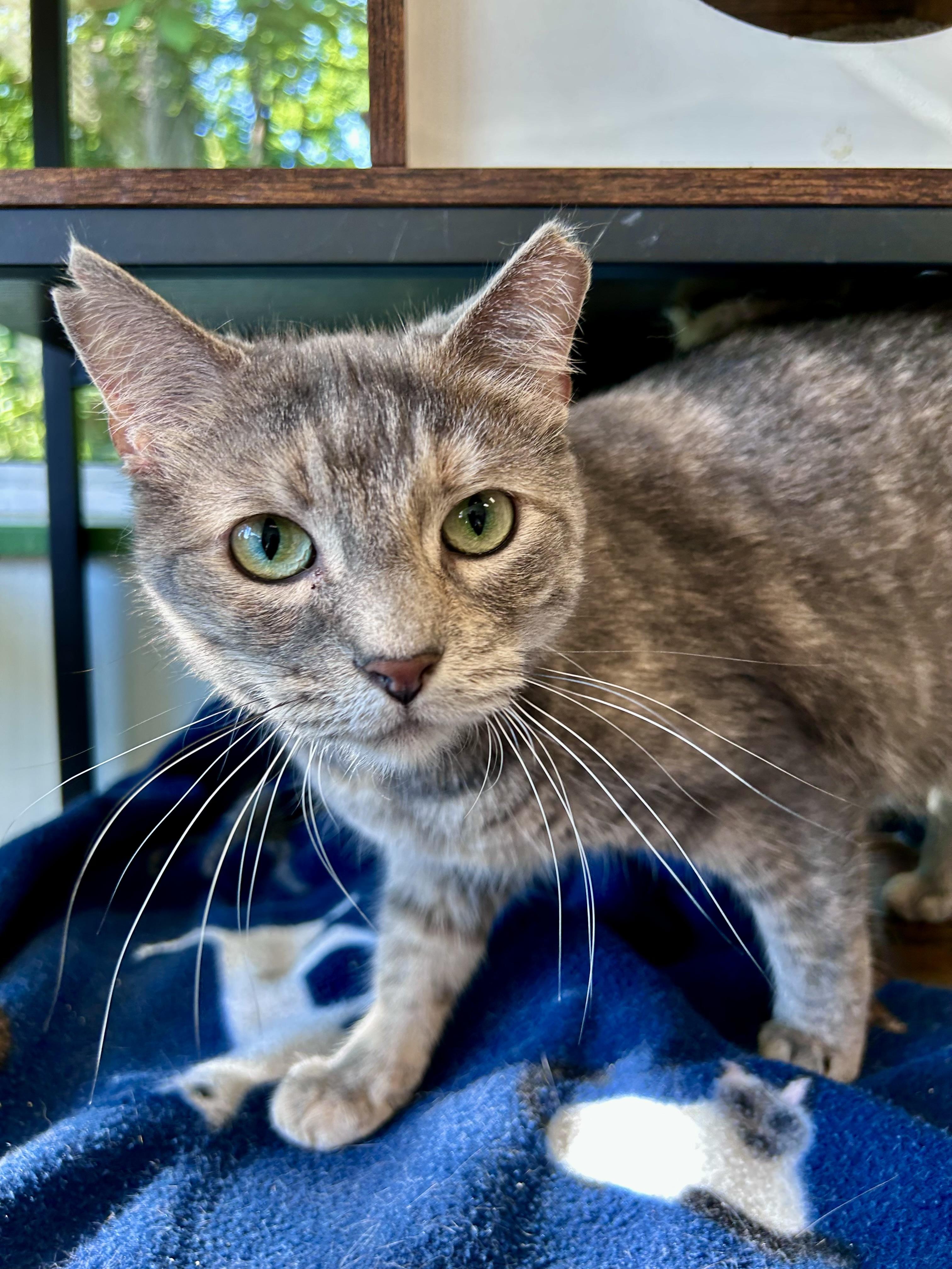 Enlarge Kiki - ADOPTION PENDING, an adopted Dilute Tortoiseshell in Grand Rapids, MI image 3/6