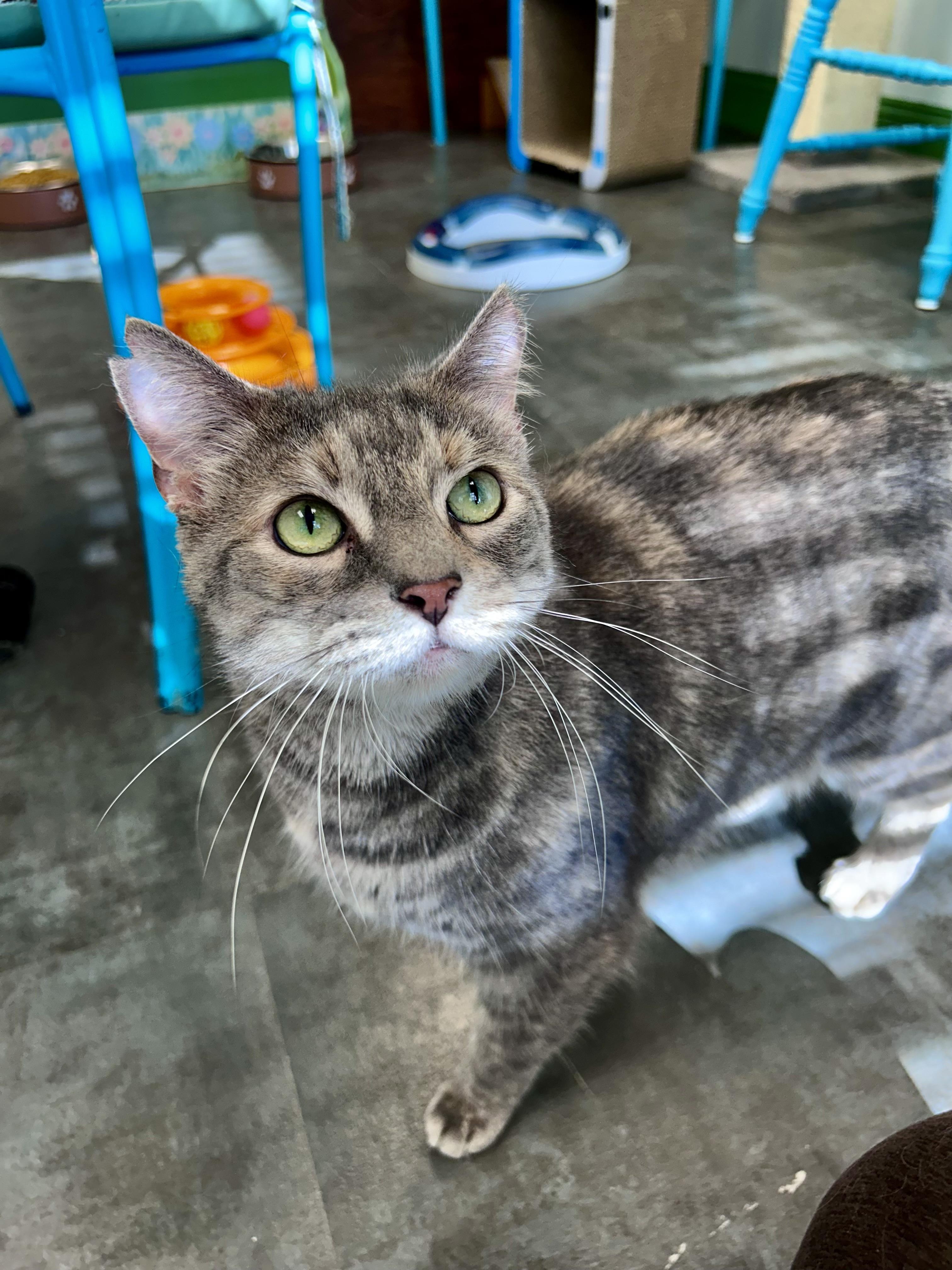 Enlarge Kiki - ADOPTION PENDING, an adopted Dilute Tortoiseshell in Grand Rapids, MI image 5/6