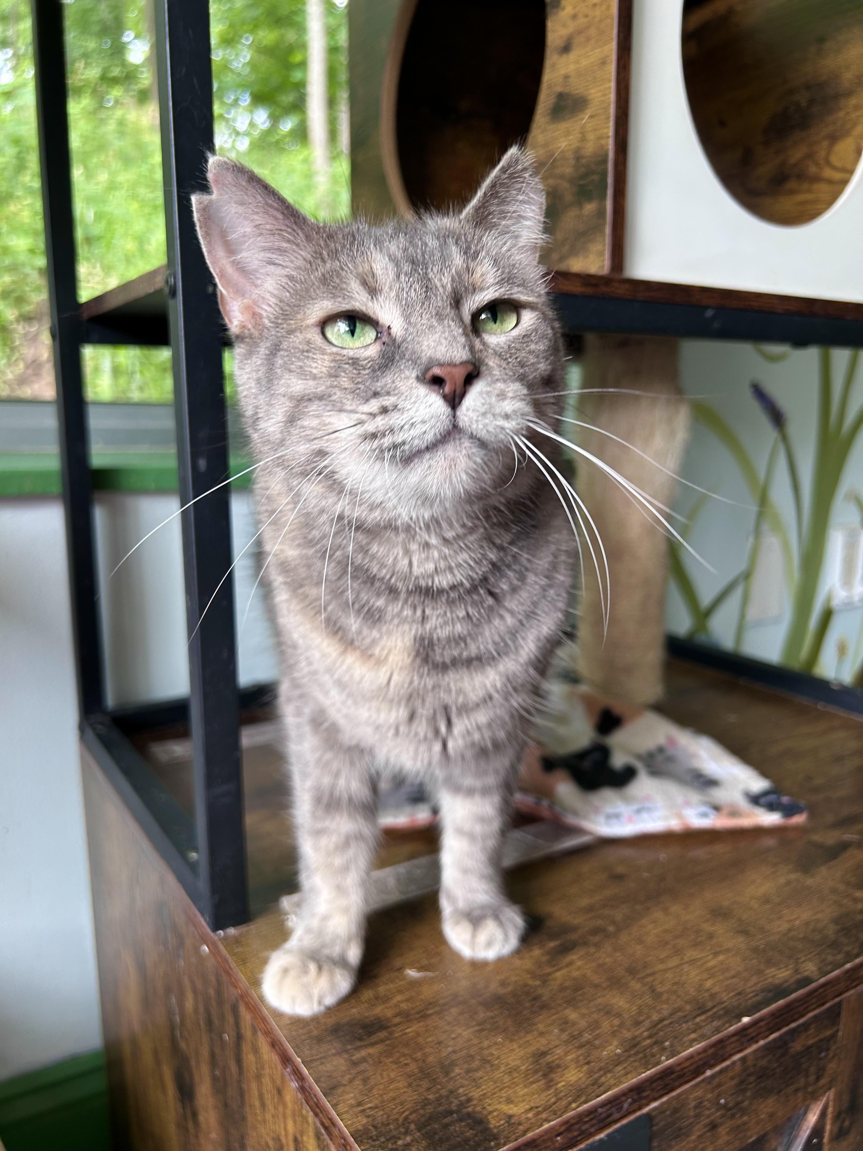 Enlarge Kiki - ADOPTION PENDING, an adopted Dilute Tortoiseshell in Grand Rapids, MI image 2/6