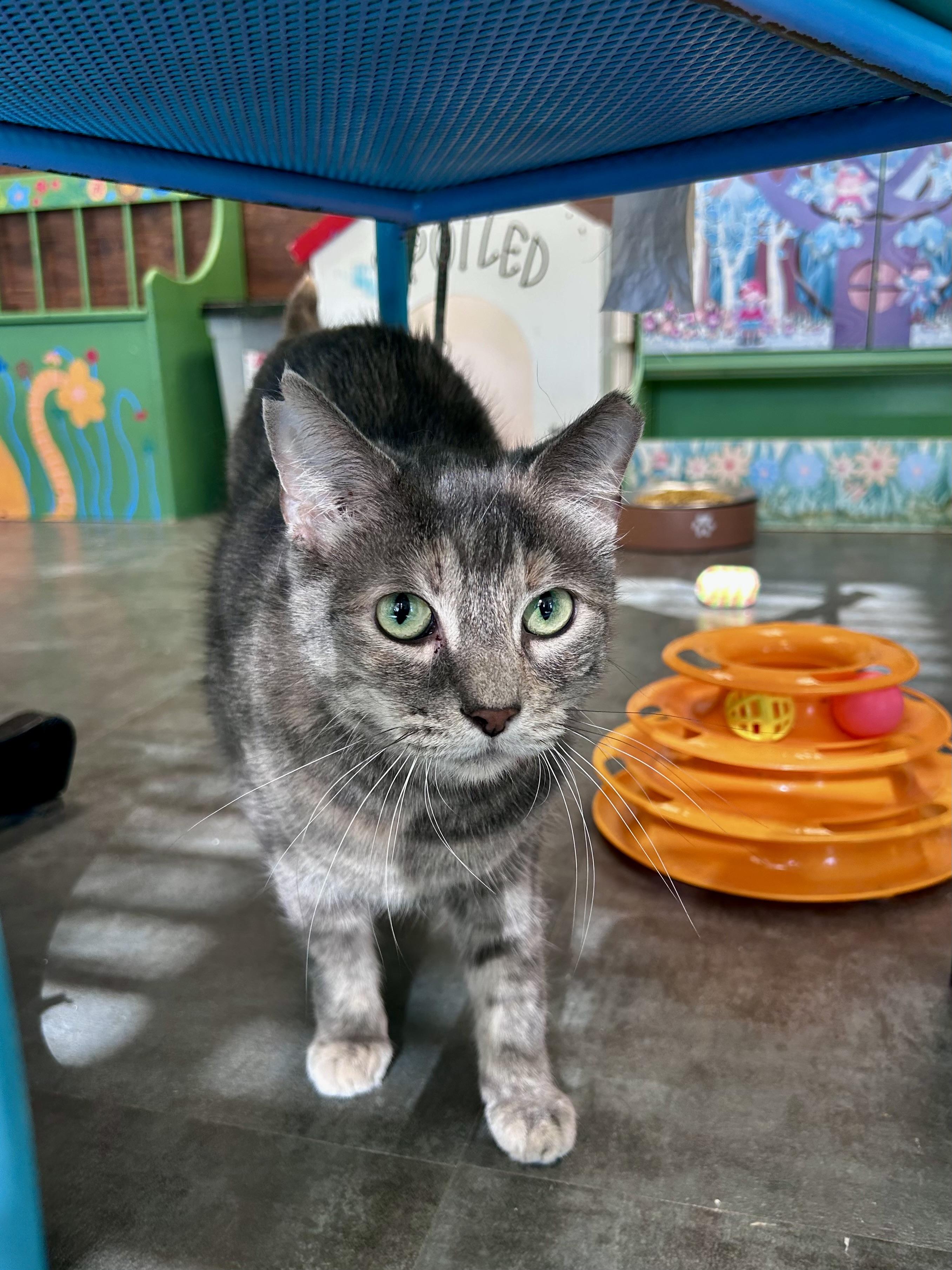 Enlarge Kiki - ADOPTION PENDING, an adopted Dilute Tortoiseshell in Grand Rapids, MI image 4/6