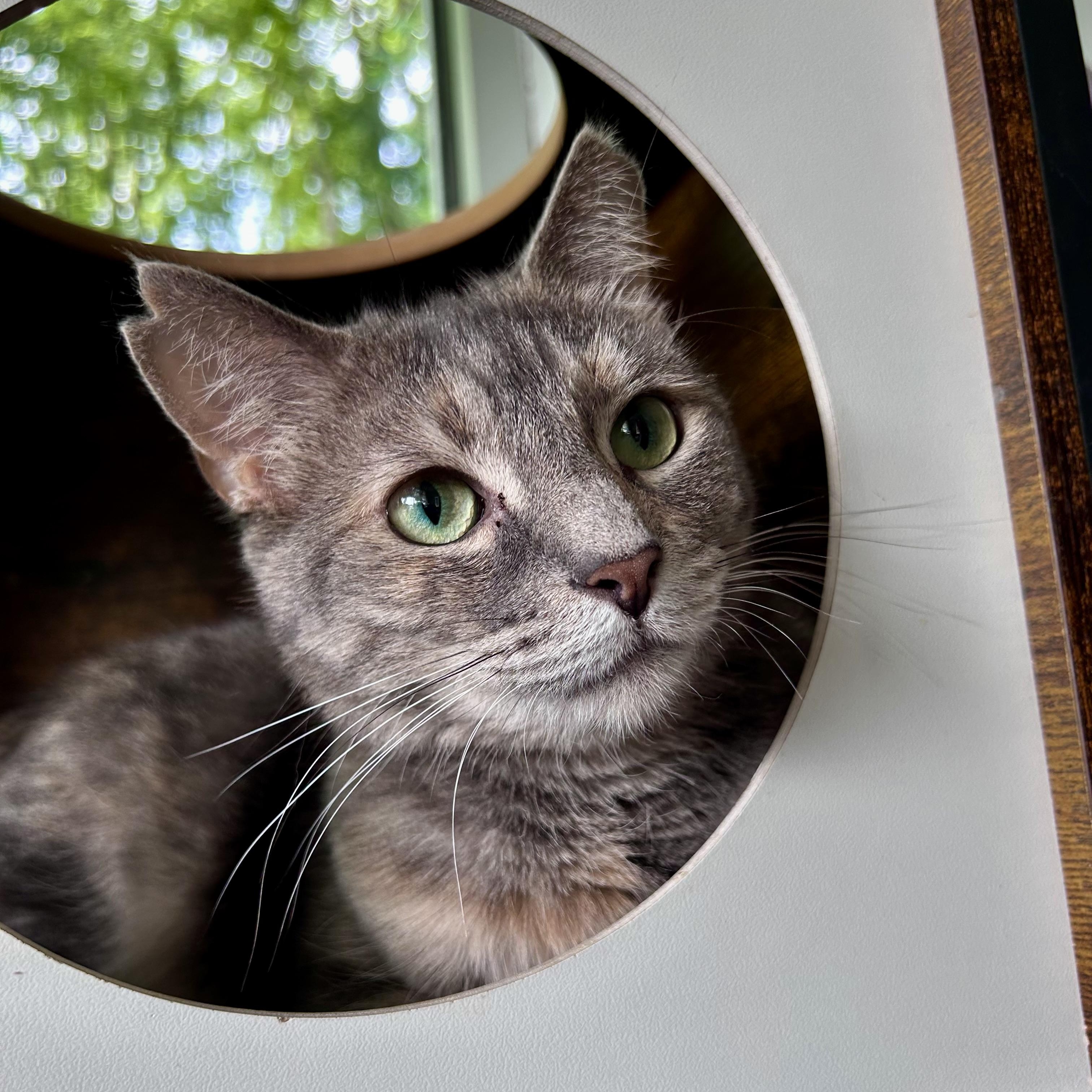Enlarge Kiki - ADOPTION PENDING, an adopted Dilute Tortoiseshell in Grand Rapids, MI image 6/6
