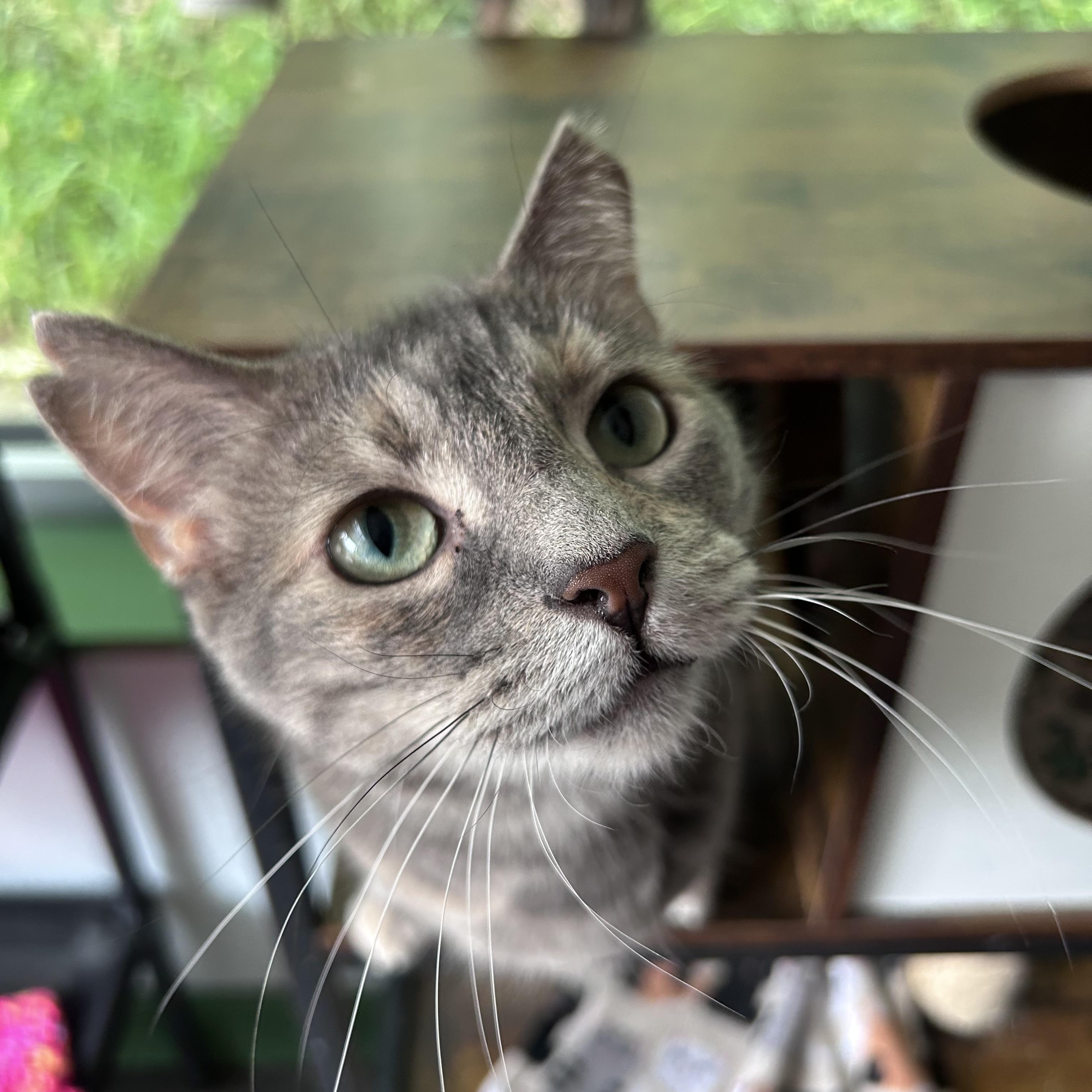 Kiki - ADOPTION PENDING, adopted, Adult Female Dilute Tortoiseshell.
