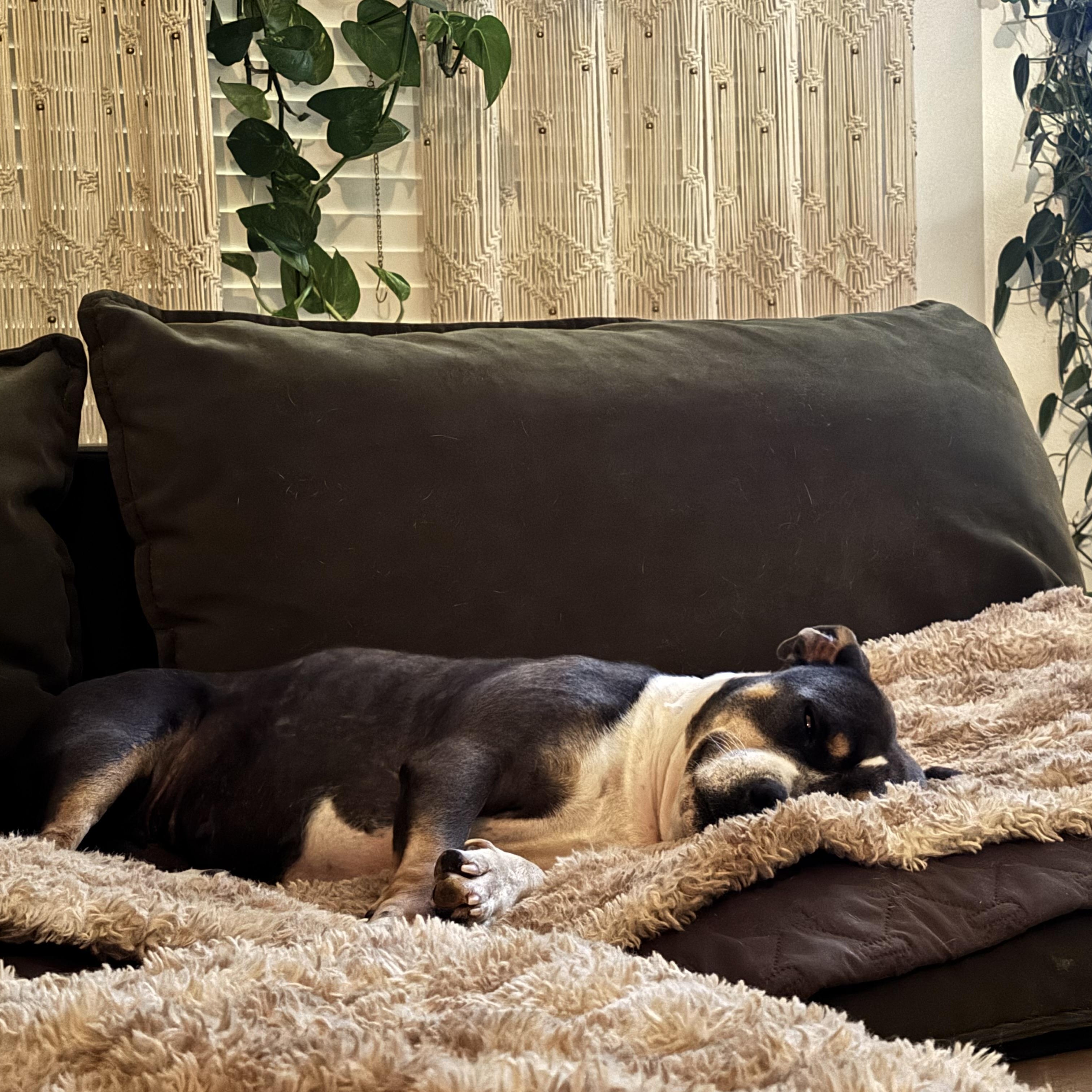 Enlarge Girly, a Adoptable American Bully in Wenatchee, WA image 4/6