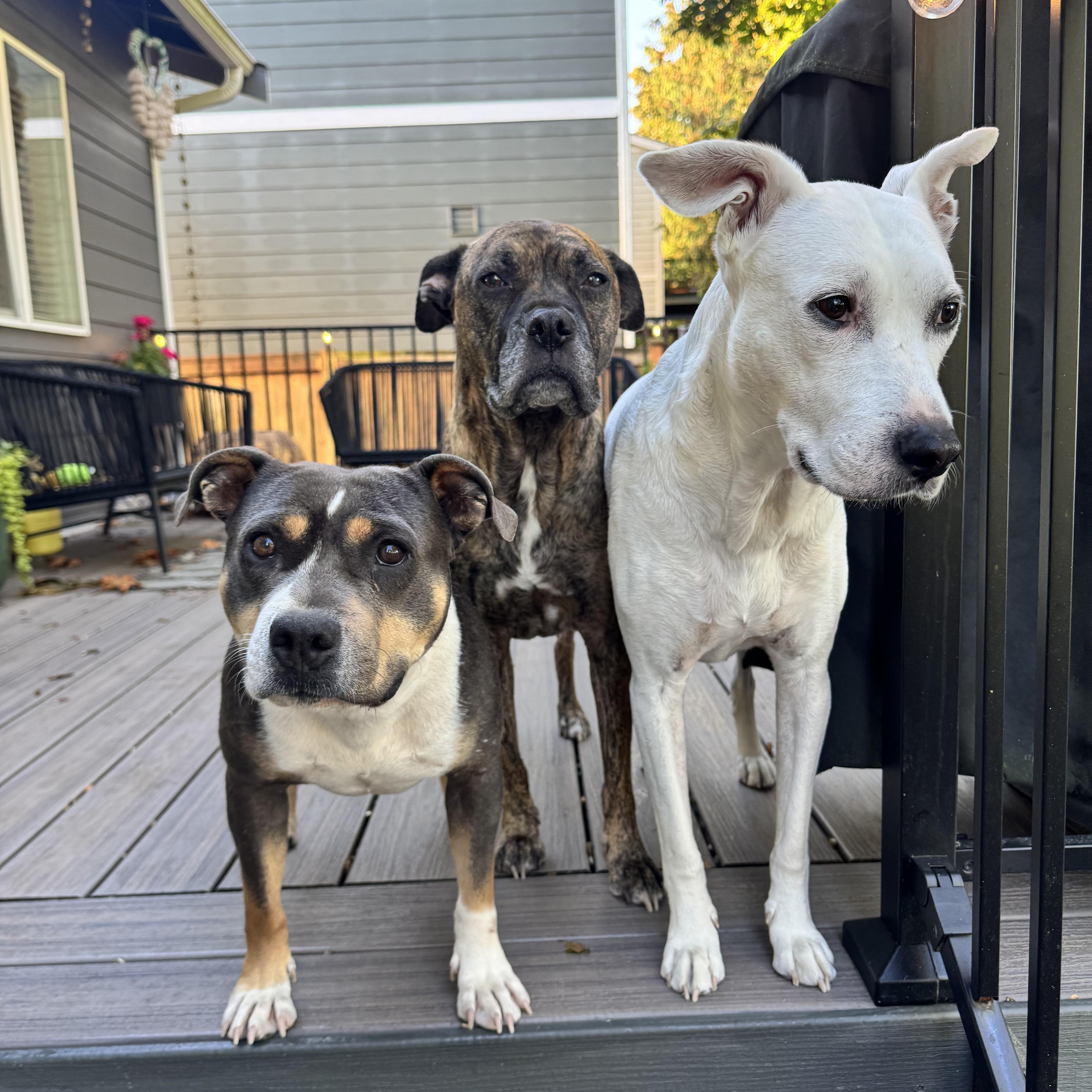 Enlarge Girly, a Adoptable American Bully in Wenatchee, WA image 6/6