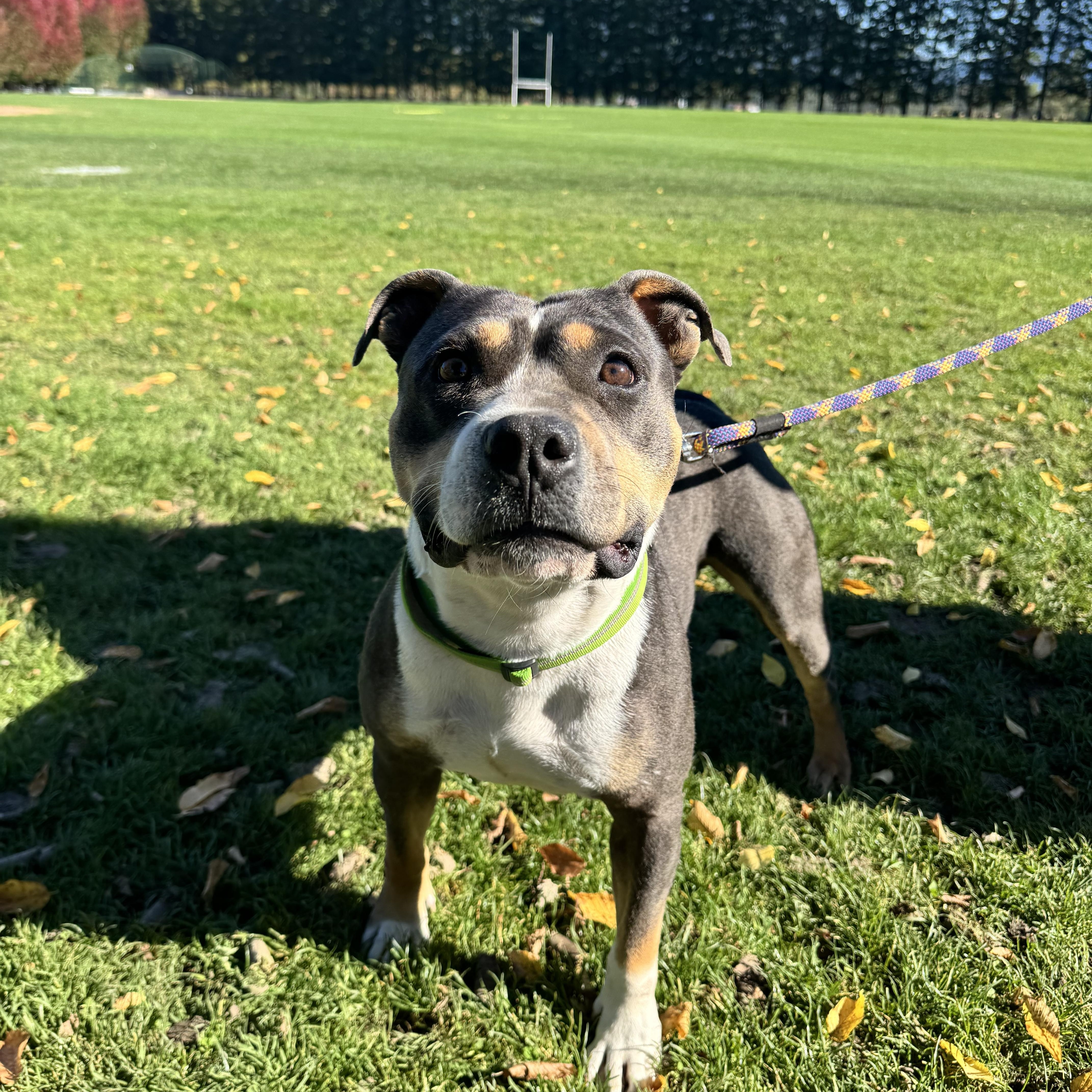 Girly, Adoptable, Adult Female American Bully.