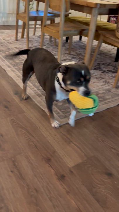 Enlarge Girly, a Adoptable American Bully in Wenatchee, WA video 5/6