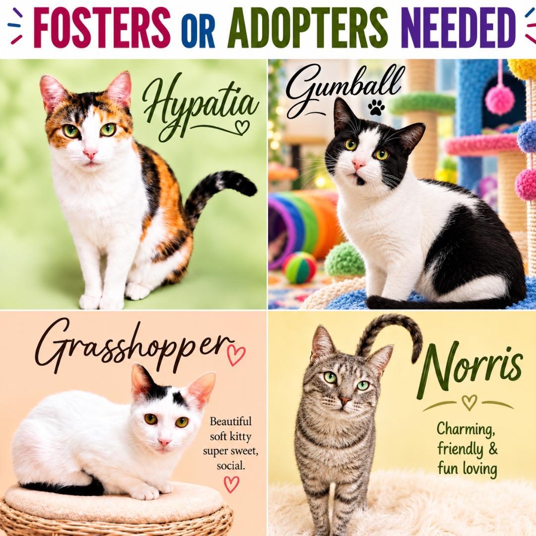 Fosters Requested for Male and Female Adult Cats, Adoptable, Adult Male Domestic Short Hair.