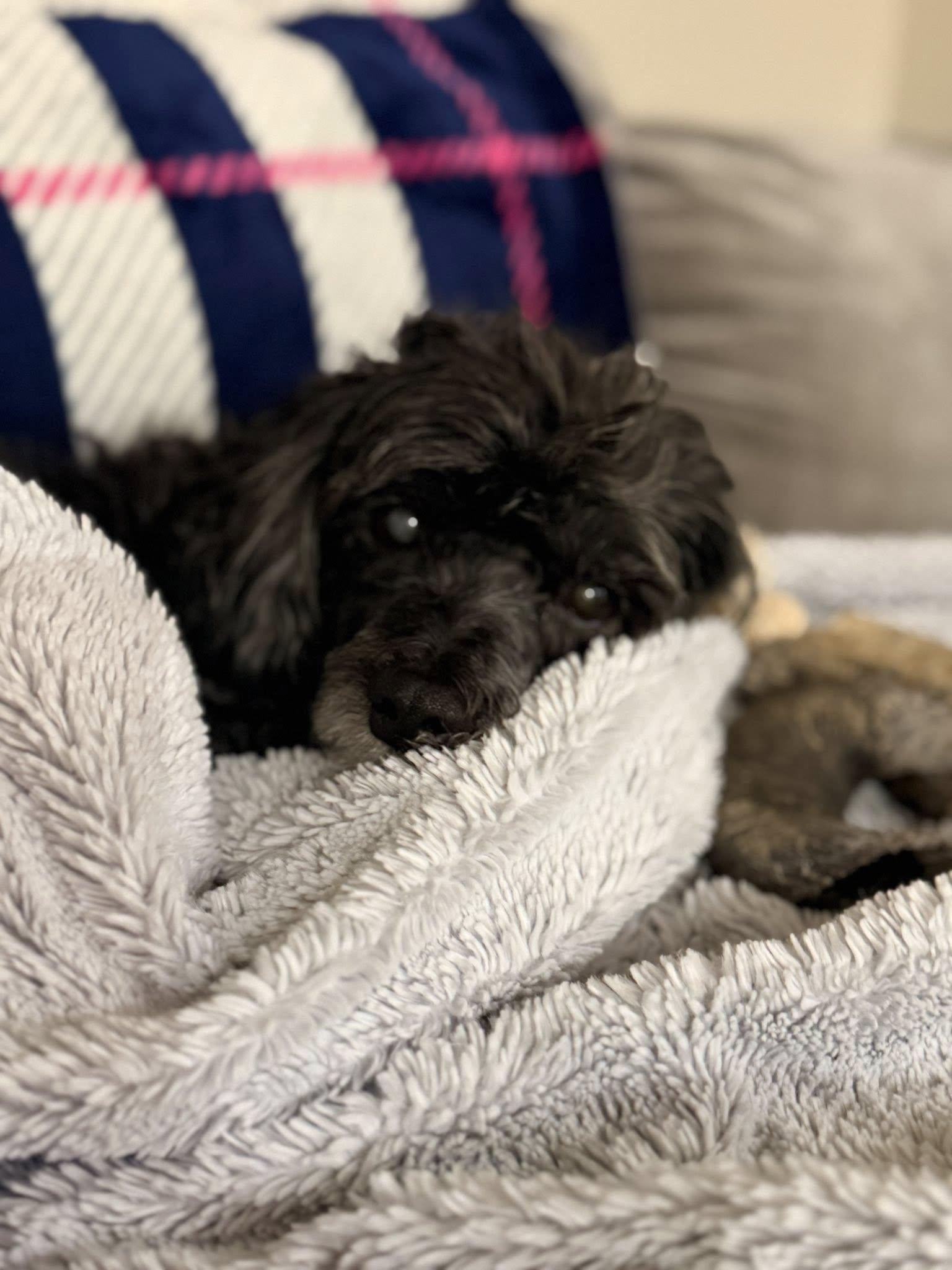 Enlarge Tate, a ADOPTABLE Poodle in Gonzales, LA image 1/1