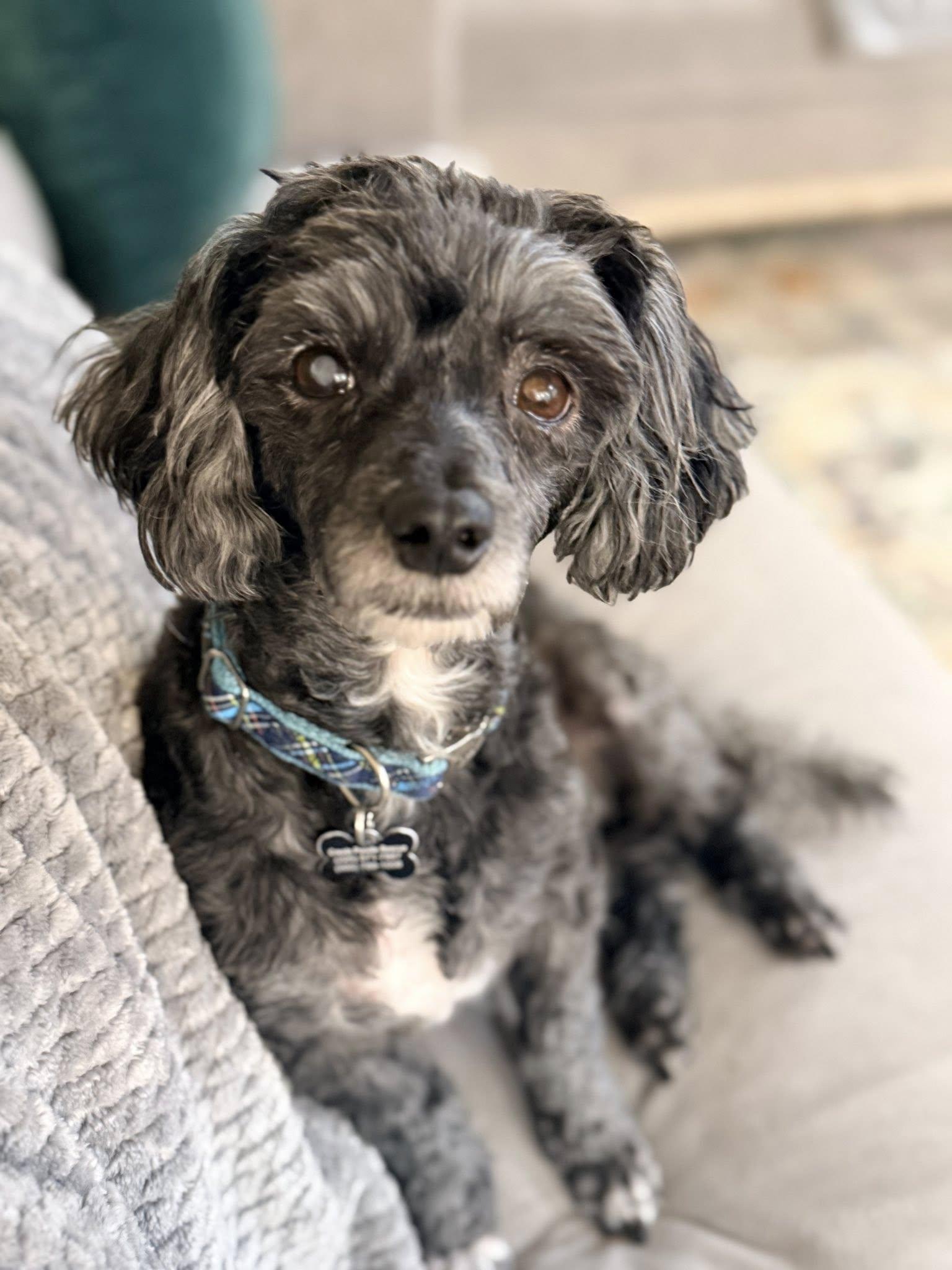 Tate, ADOPTABLE, Adult Male Poodle.