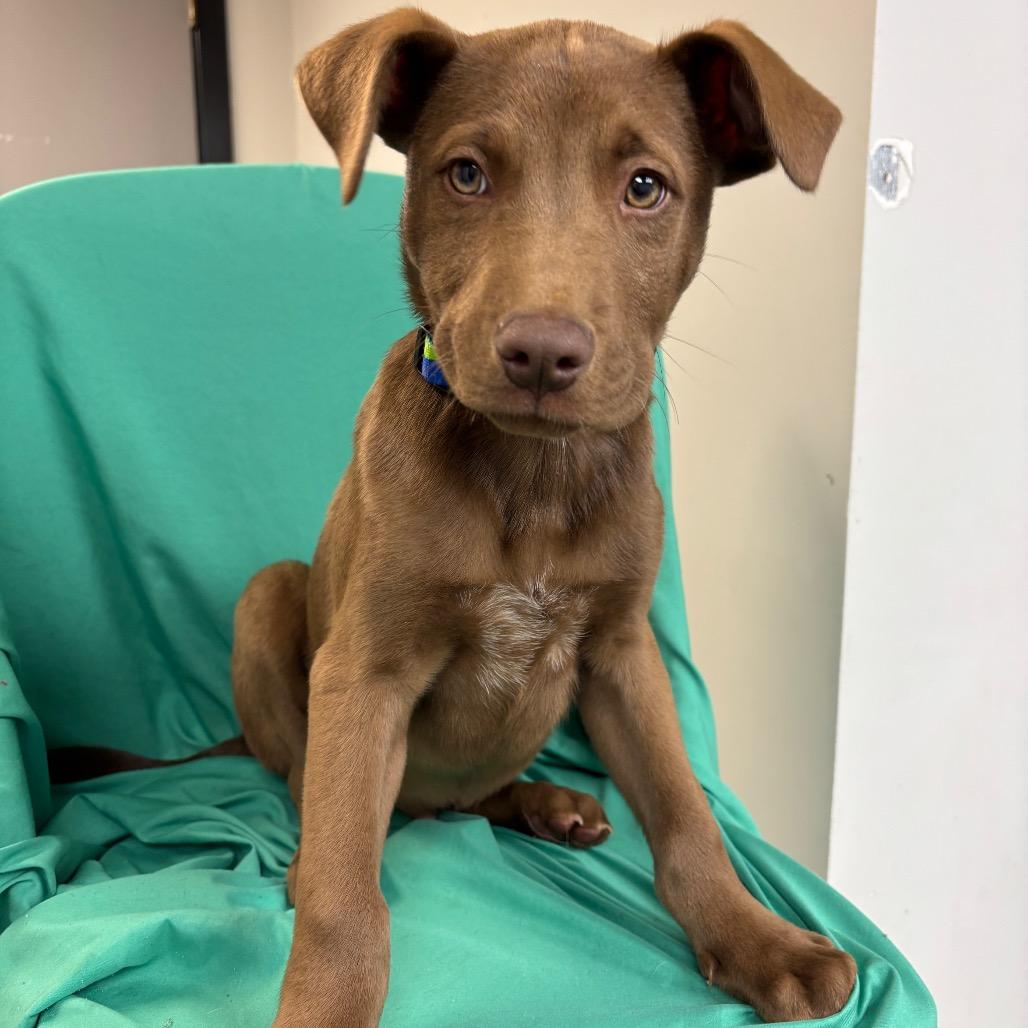 Enlarge Cullman, an adoptable Mixed Breed in Homewood, IL image 1/1