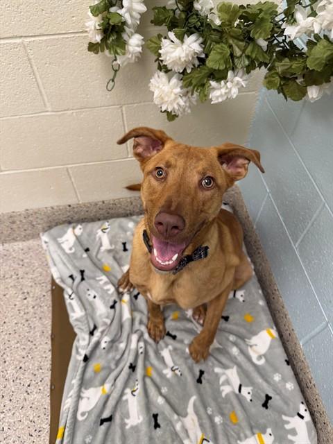 BELLA, Adoptable, Young Female Pit Bull Terrier.