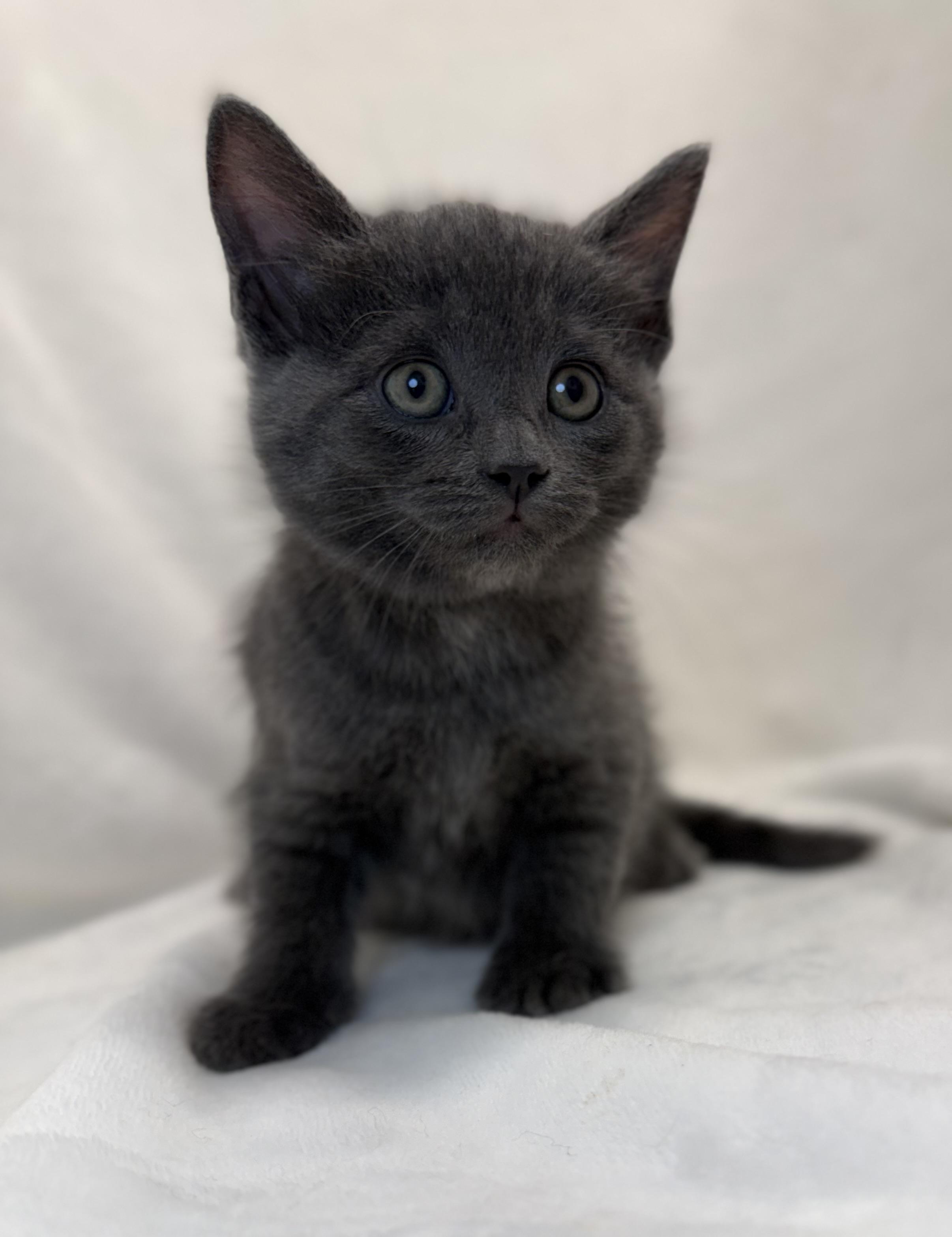 Enlarge Liadan, an adoptable Domestic Short Hair in Greensboro, NC image 3/4