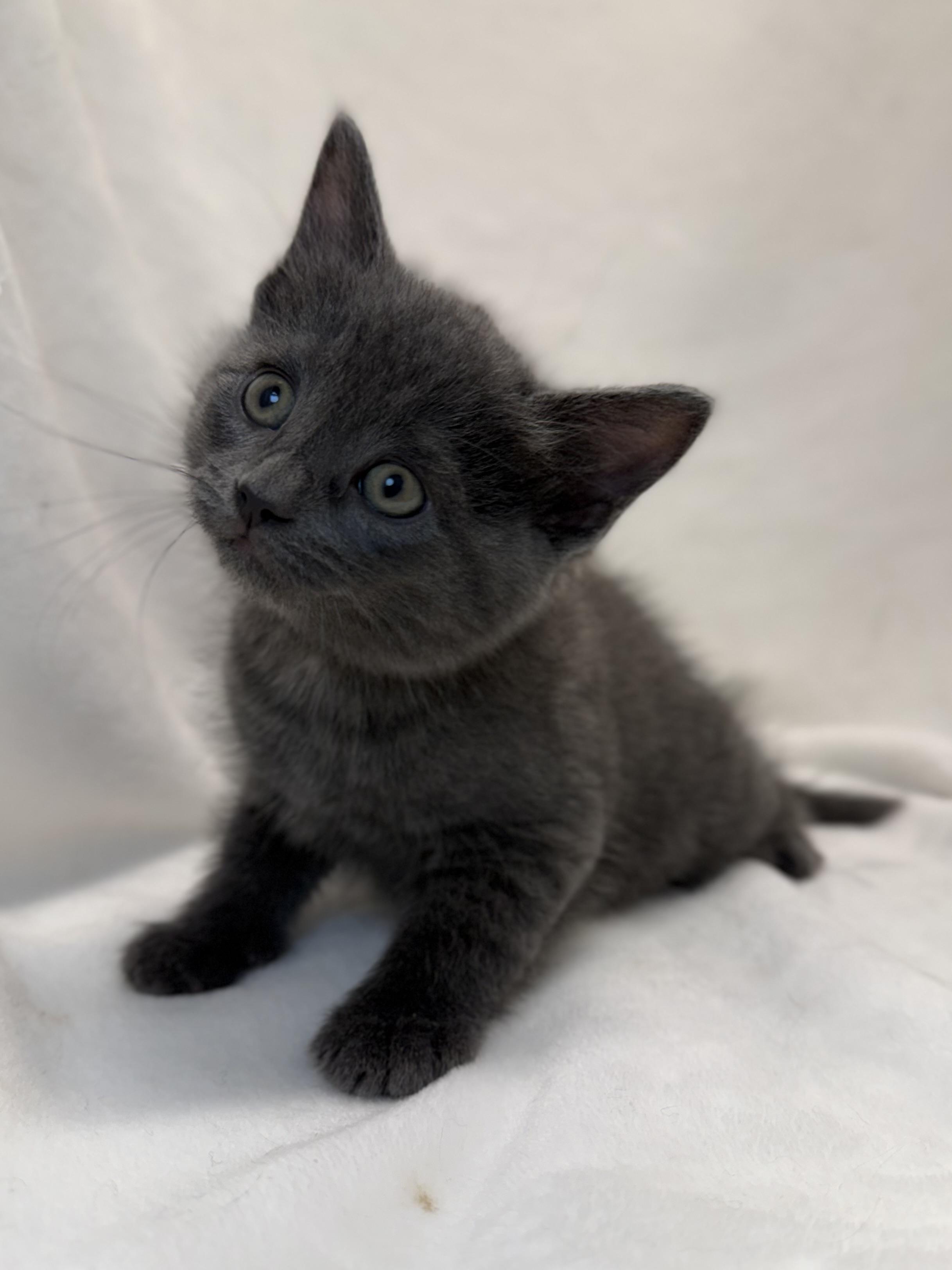 Enlarge Liadan, an adoptable Domestic Short Hair in Greensboro, NC image 2/4