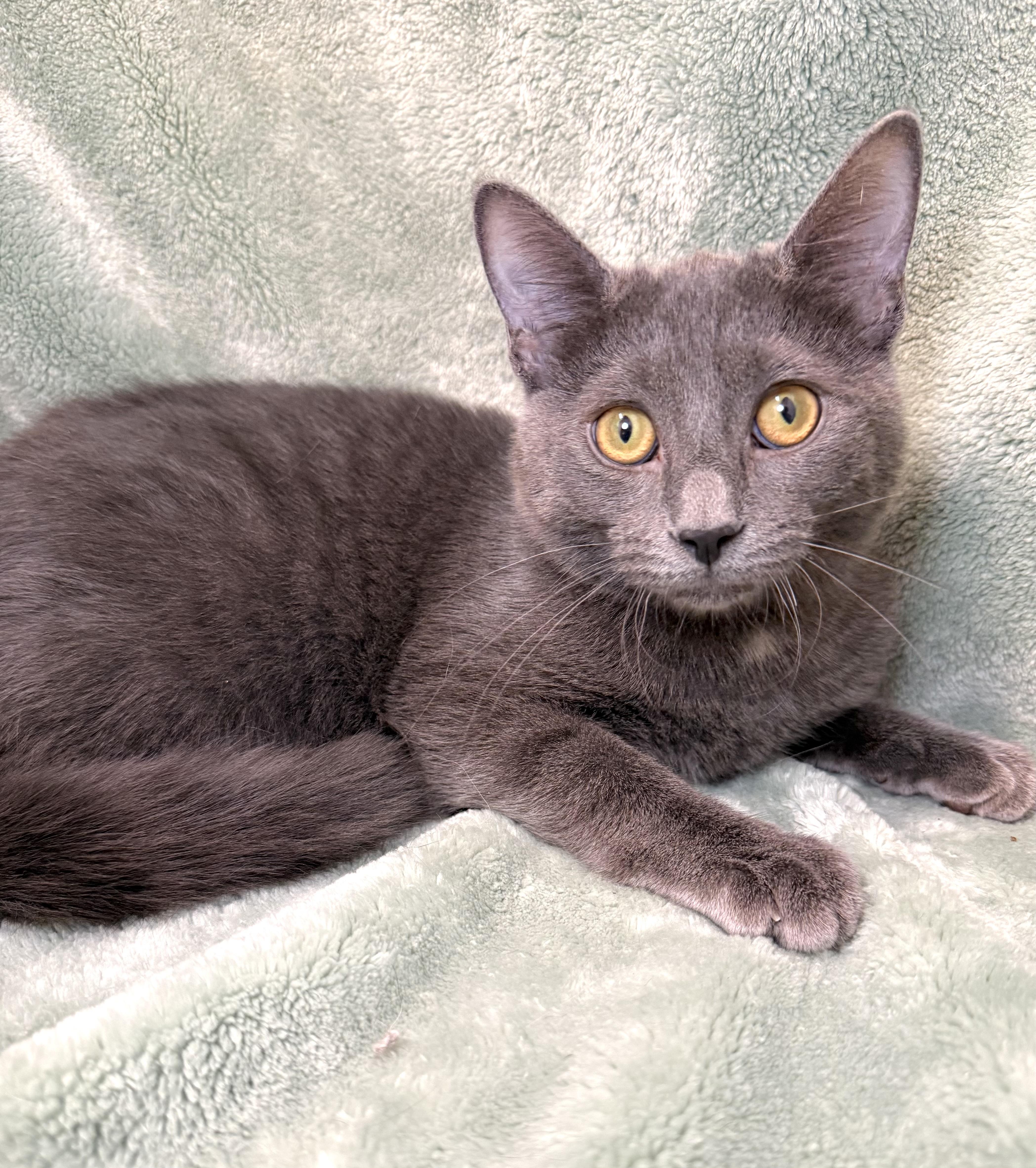Liadan, adoptable, Kitten Female Domestic Short Hair.