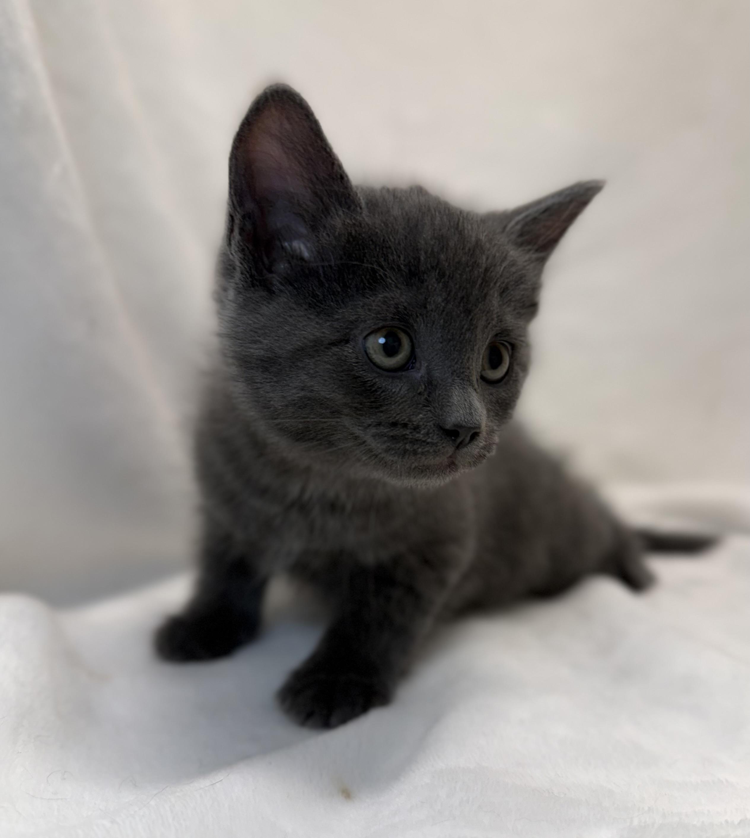 Enlarge Liadan, an adoptable Domestic Short Hair in Greensboro, NC image 4/4