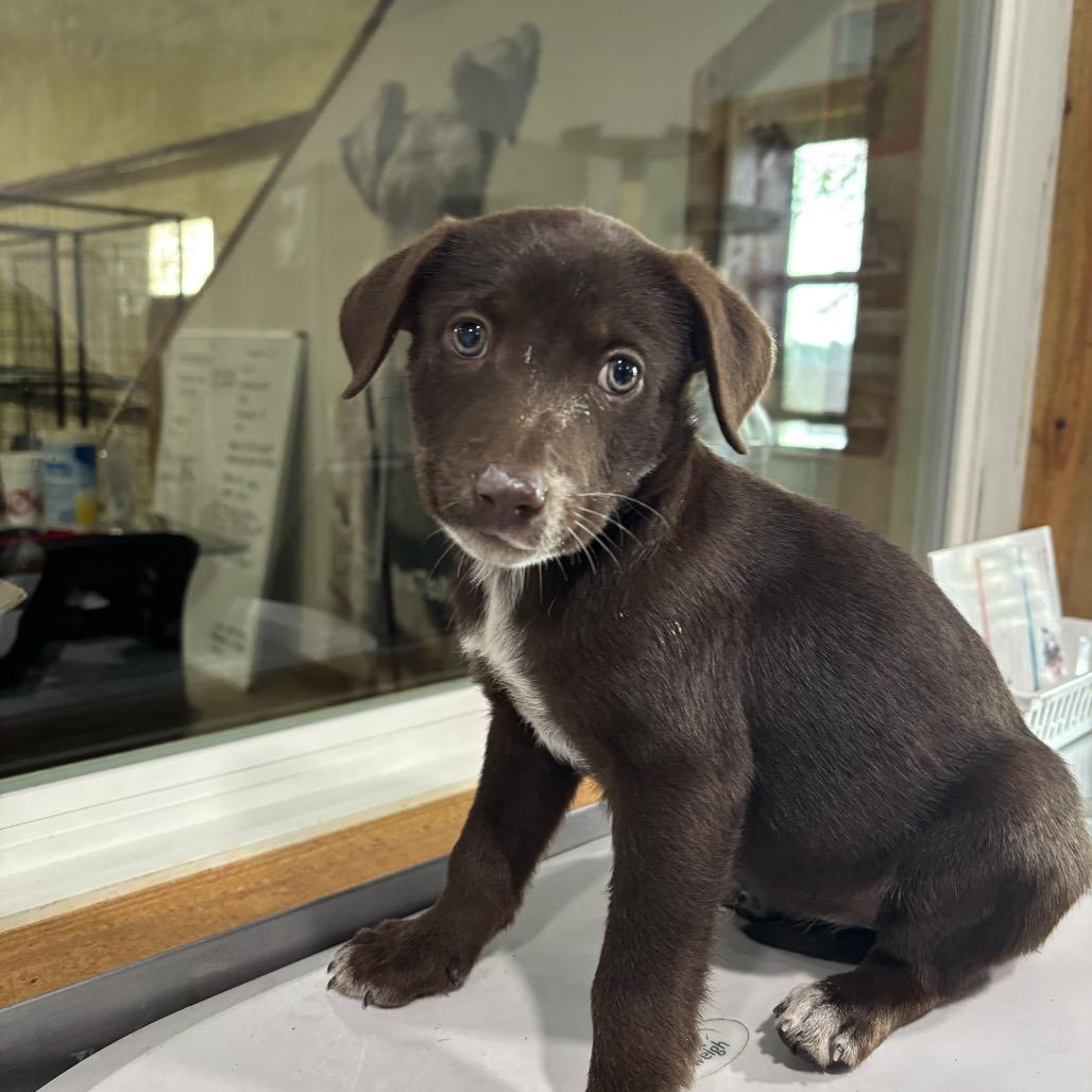 Coco, Adoptable, Puppy Female Shepherd.