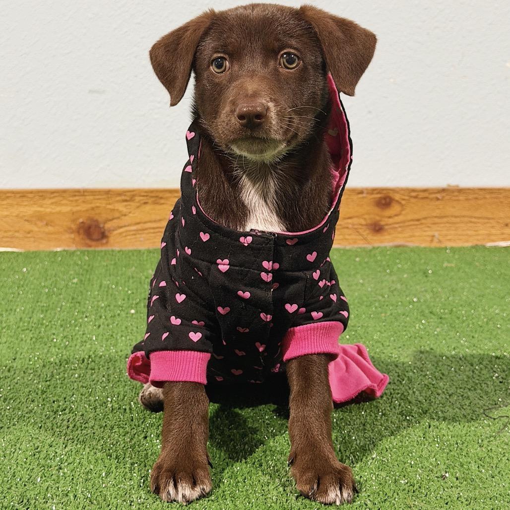 Enlarge Coco, a Adoptable Shepherd in Harlingen, TX image 2/2