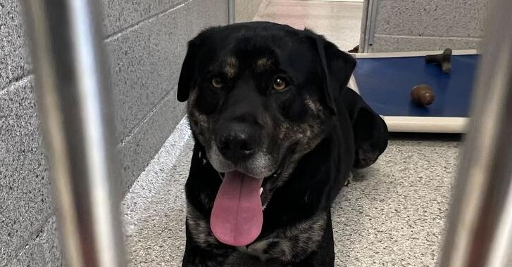 Lucky, Adoptable, Adult Male Mixed Breed.