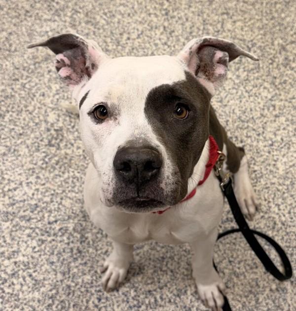 Enlarge Alamea, a Adoptable mixed breed in Golden, CO image 1/1