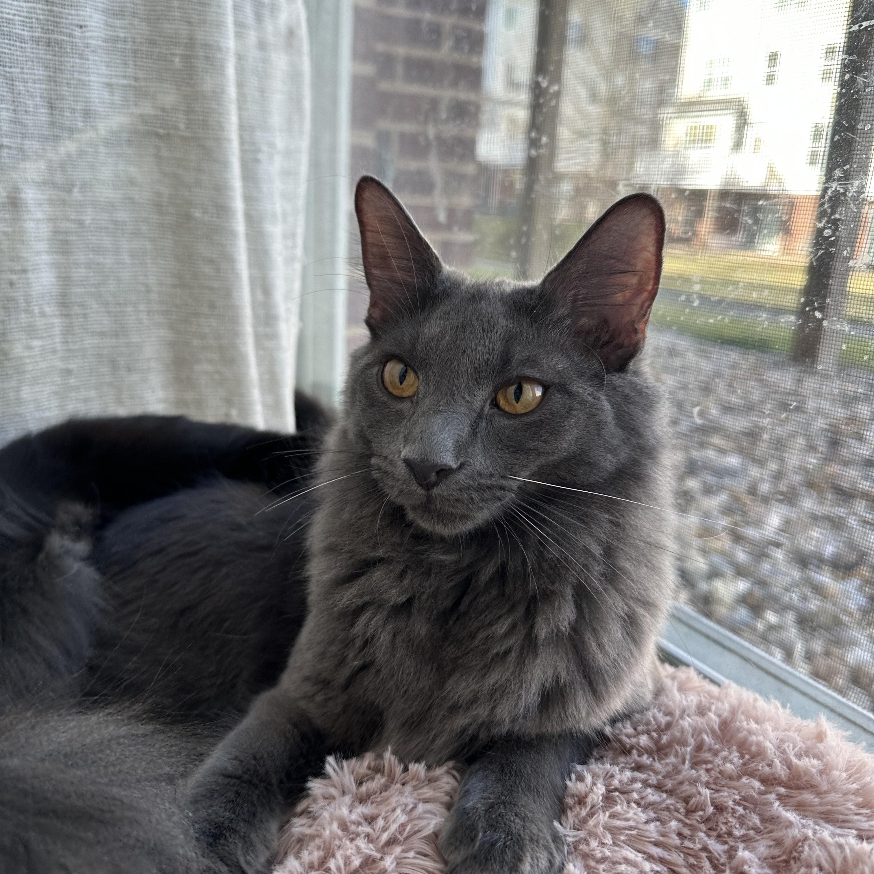 Enlarge Meatball, a Adoptable Domestic Medium Hair in Sterling, VA image 2/6