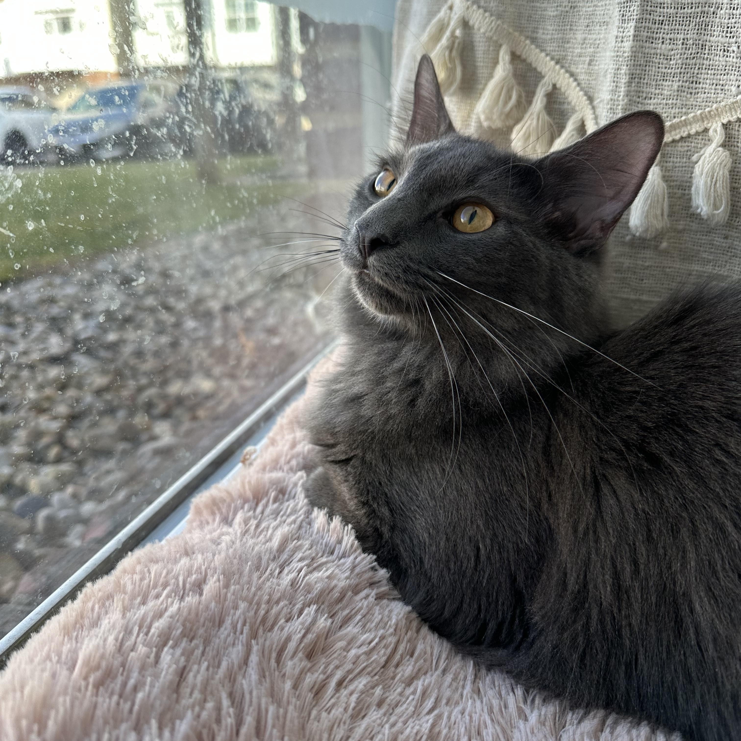 Meatball thumbnail 3