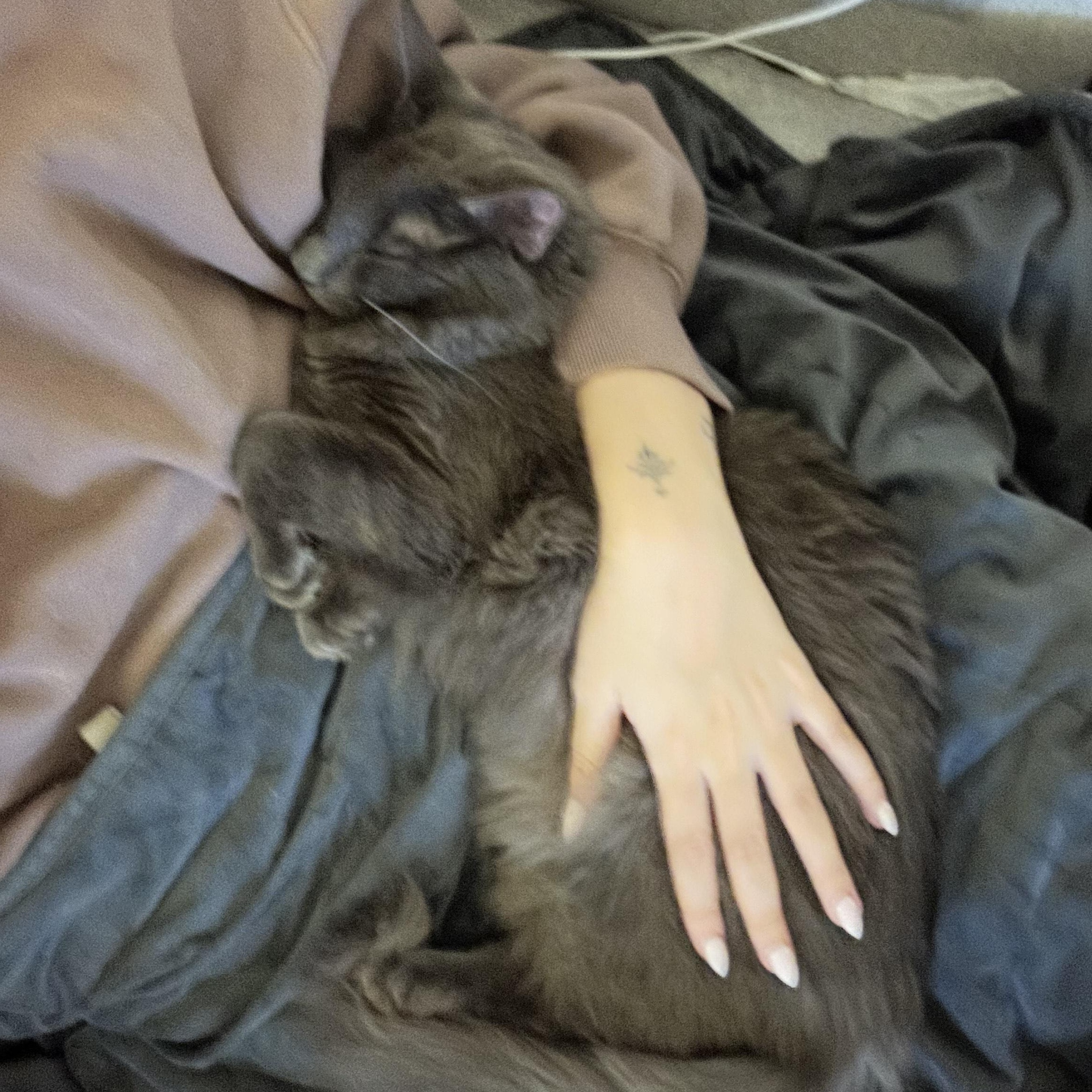 Enlarge Meatball, a Adoptable Domestic Medium Hair in Sterling, VA image 5/6