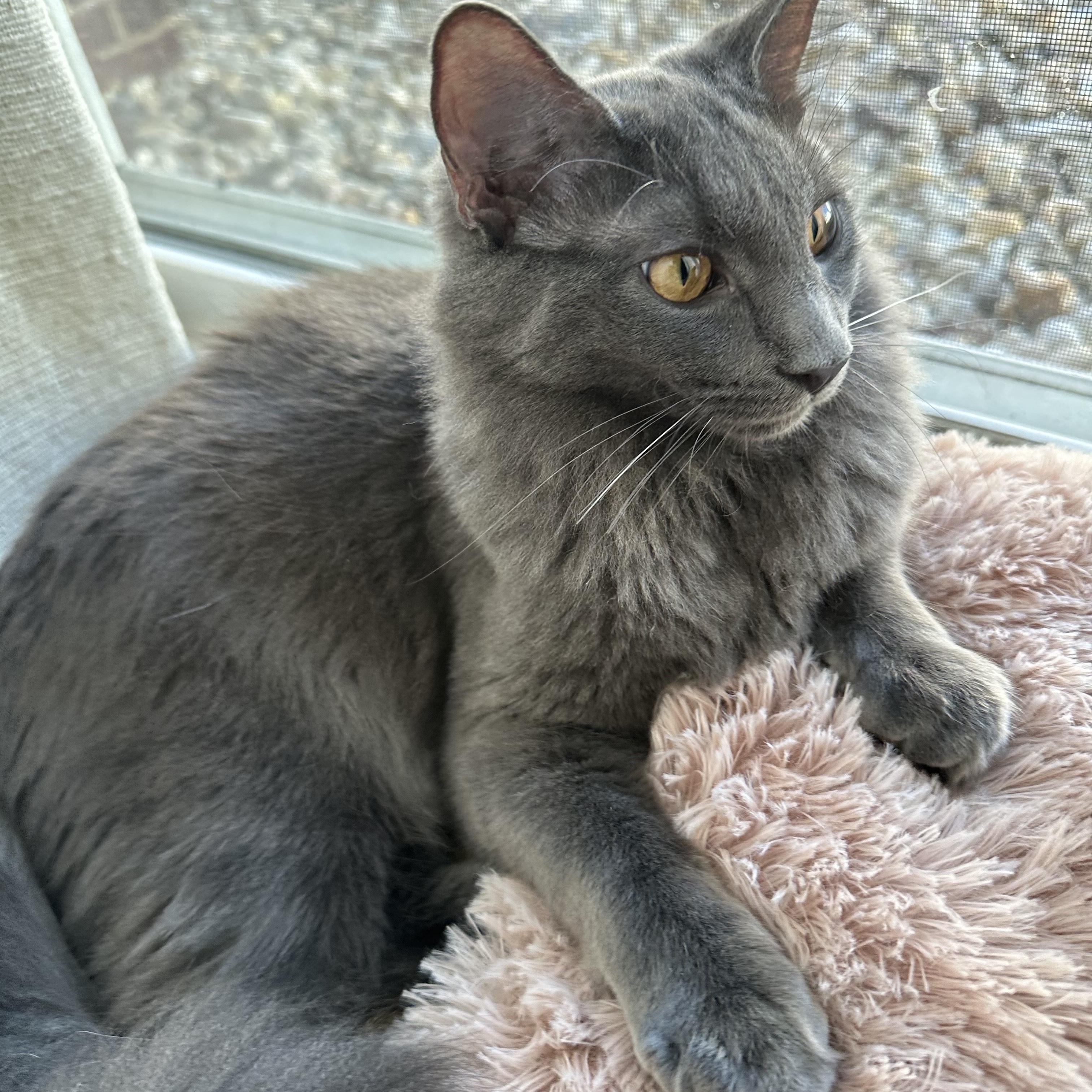 Enlarge Meatball, a Adoptable Domestic Medium Hair in Sterling, VA image 3/6