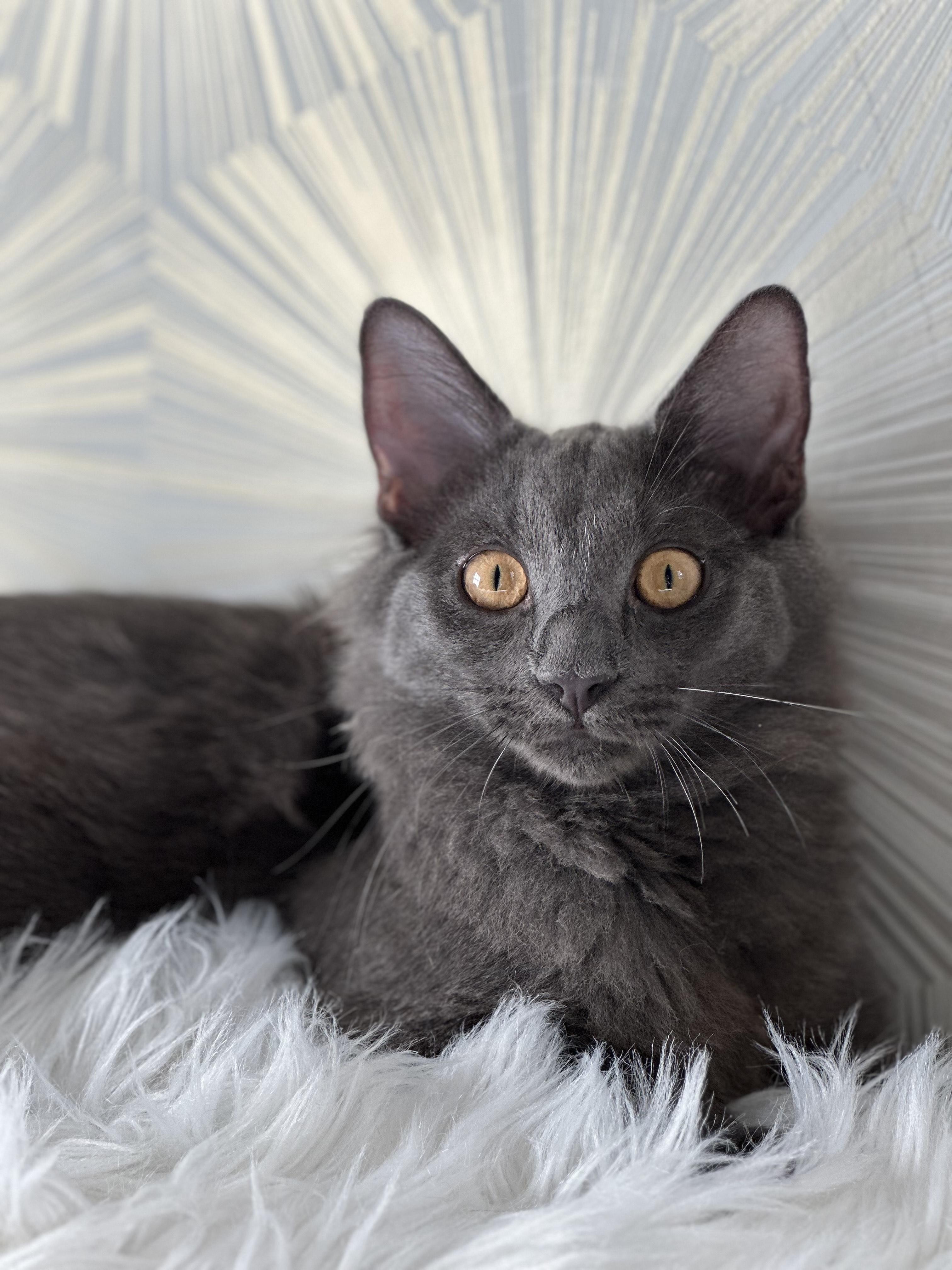 Meatball, Adoptable, Young Male Domestic Medium Hair.