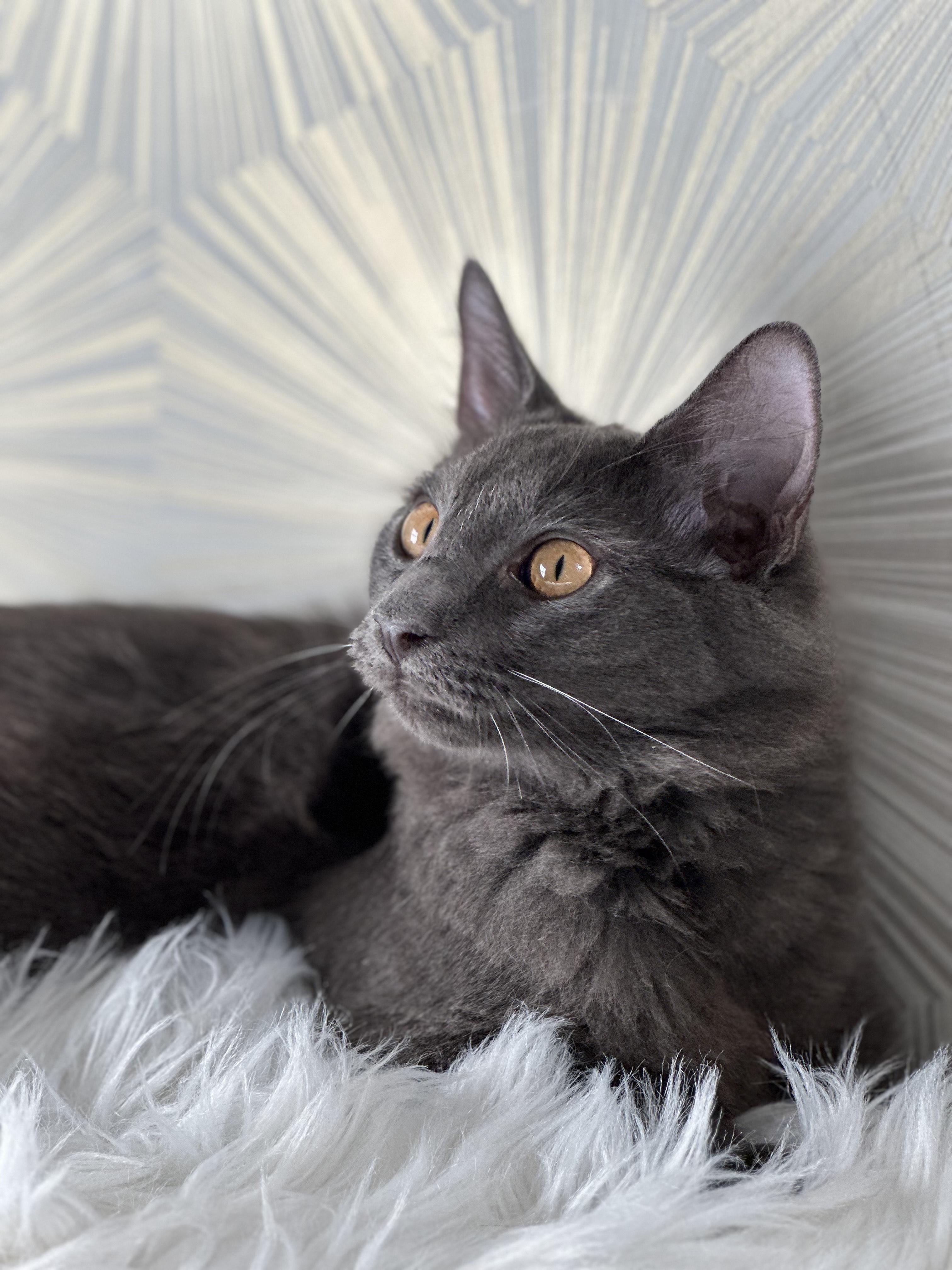 Enlarge Meatball, a Adoptable Domestic Medium Hair in Sterling, VA image 6/6