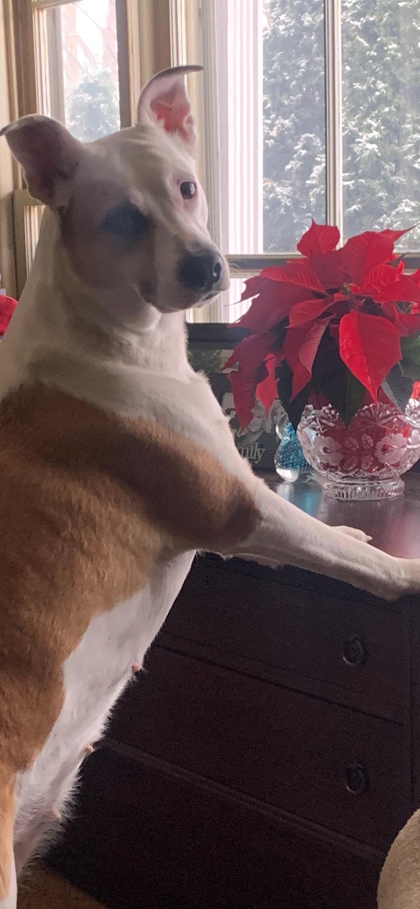 Hunny, ADOPTABLE, Adult Female Mixed Breed.