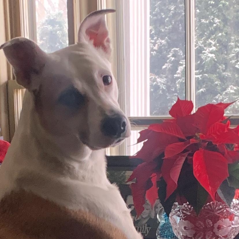 Enlarge Hunny, a ADOPTABLE Mixed Breed in Richmond Hill, ON image 1/3