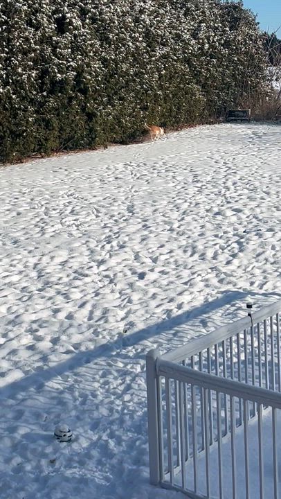 Enlarge Hunny, a ADOPTABLE Mixed Breed in Richmond Hill, ON video 2/2