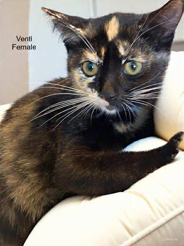 Enlarge Venti, a Adopted Tortoiseshell in Palmdale, CA image 1/1