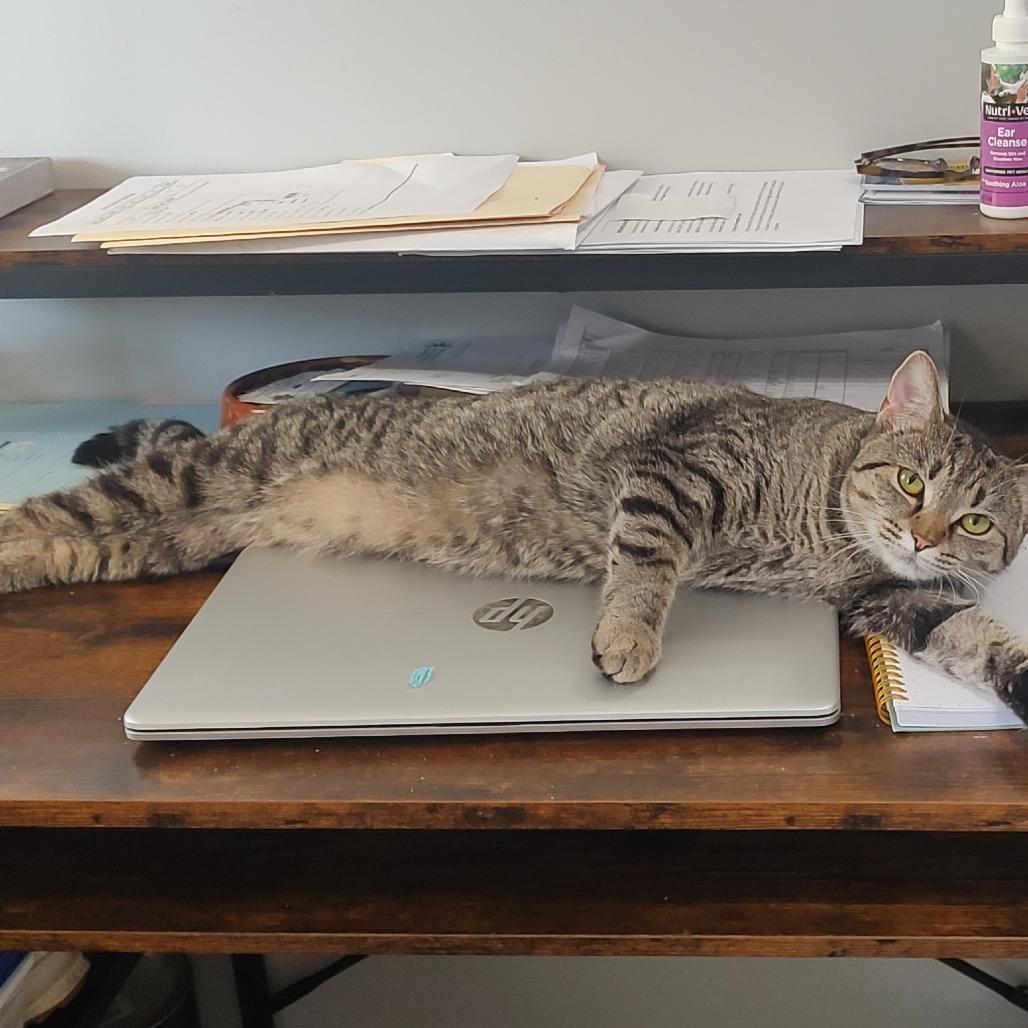 Enlarge Tigger, a Adoptable Domestic Short Hair in Tanner, AL image 1/1