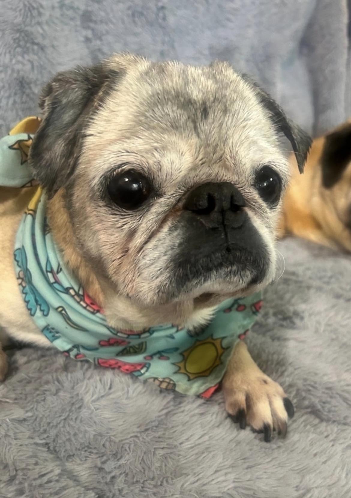 Enlarge Sassy, a Adoptable Pug in Powell Butte, OR image 1/6