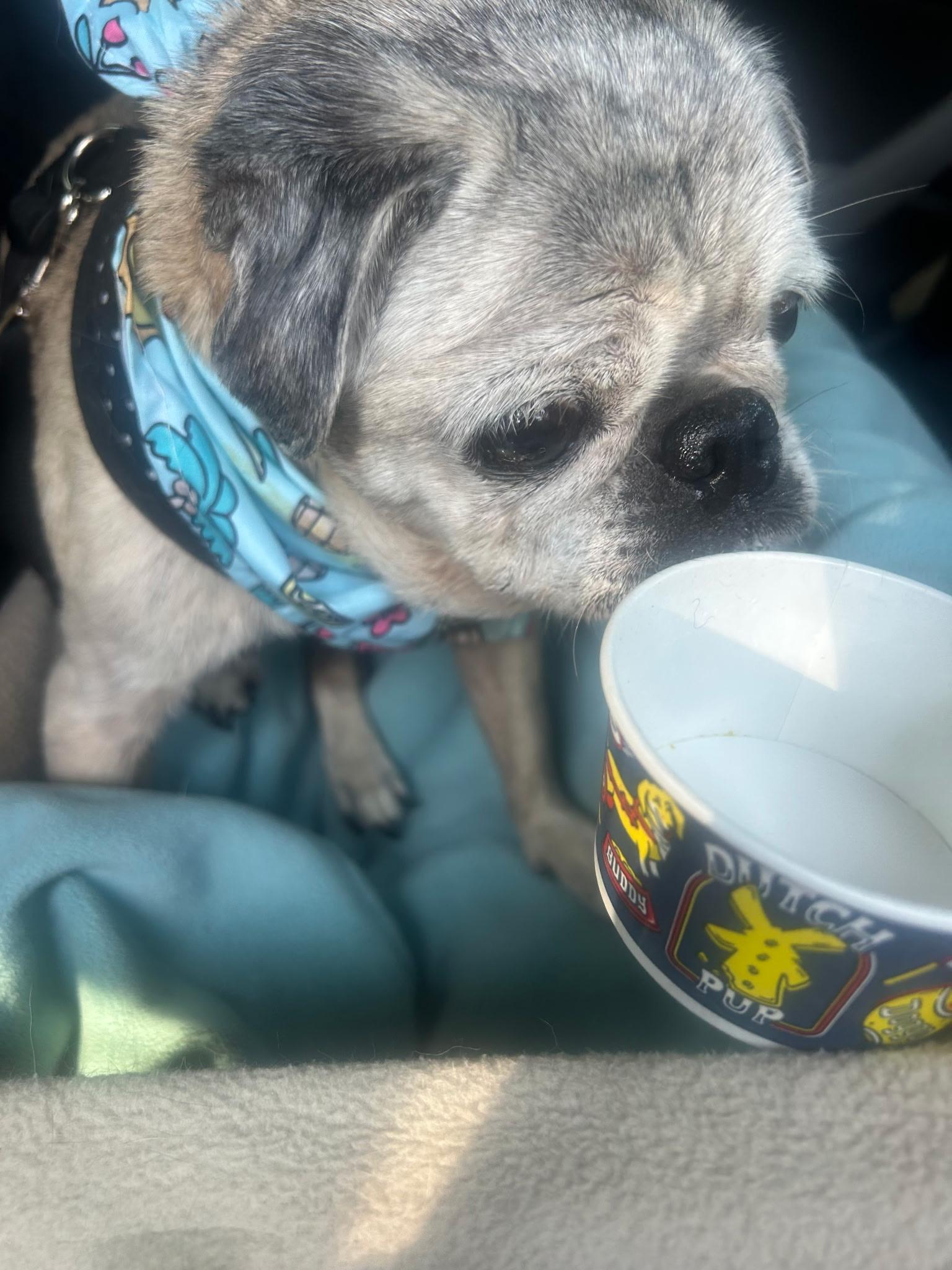 Enlarge Sassy, a ADOPTABLE Pug in Powell Butte, OR image 3/5