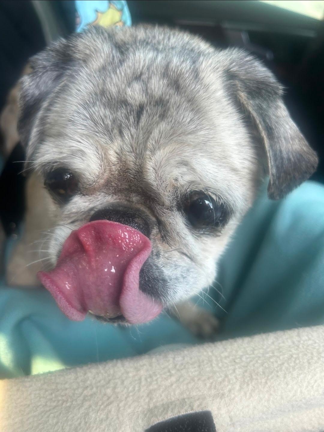 Enlarge Sassy, a ADOPTABLE Pug in Powell Butte, OR image 2/5