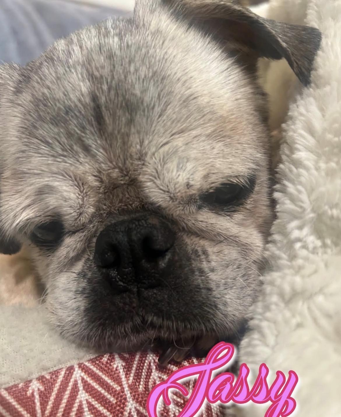 Enlarge Sassy, a ADOPTABLE Pug in Powell Butte, OR image 4/5