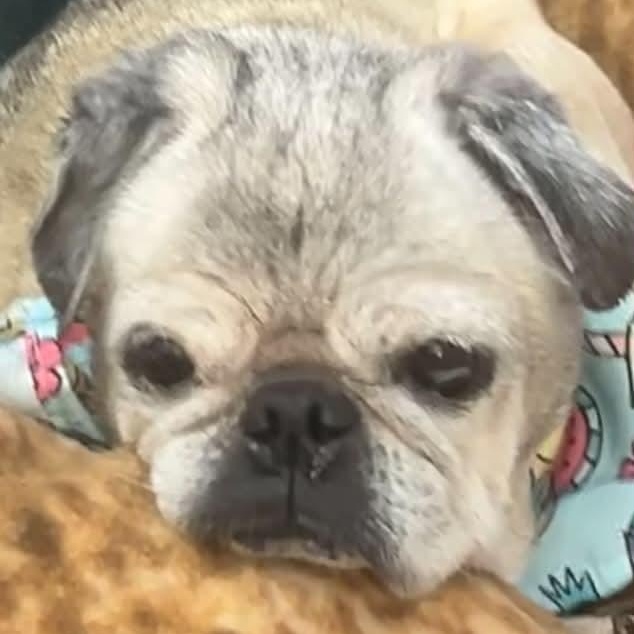 Sassy, ADOPTABLE, Senior Female Pug.